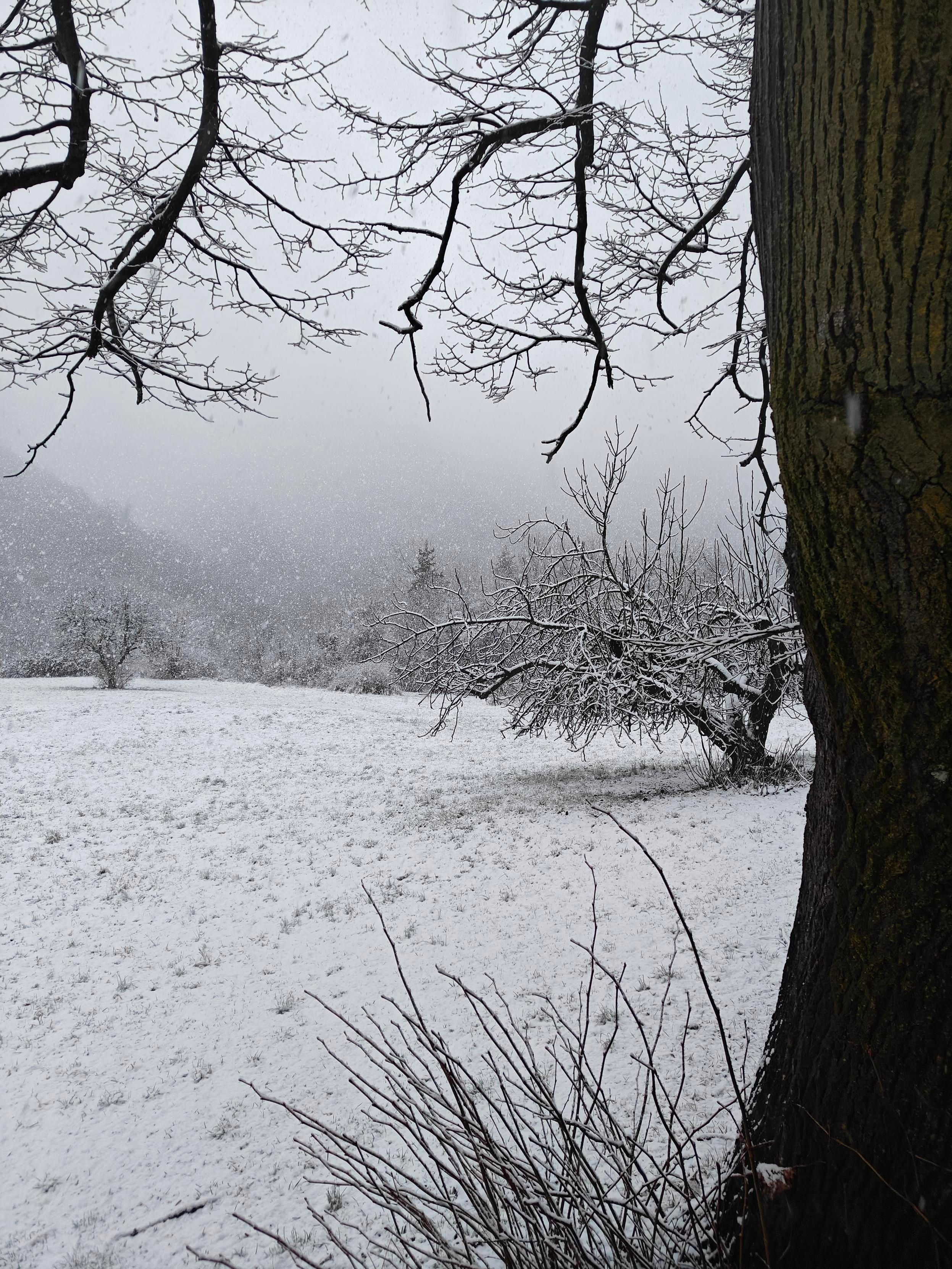 Veduta di una nevicata in corso in un campo aperto. Sulla destra, il primo piano è dominato dal fianco scuro di un grande tronco d'albero. Il terreno è coperto da uno strato di neve fresca che lascia intravedere pochi steli d'erba. Al centro e sullo sfondo, alberi spogli sono carichi di neve, mentre i fiocchi bianchi cadono da un cielo grigio e uniforme. Rami sottili e innevati pendono dalla parte superiore, creando una cornice naturale sulla valle avvolta dalla nebbia.