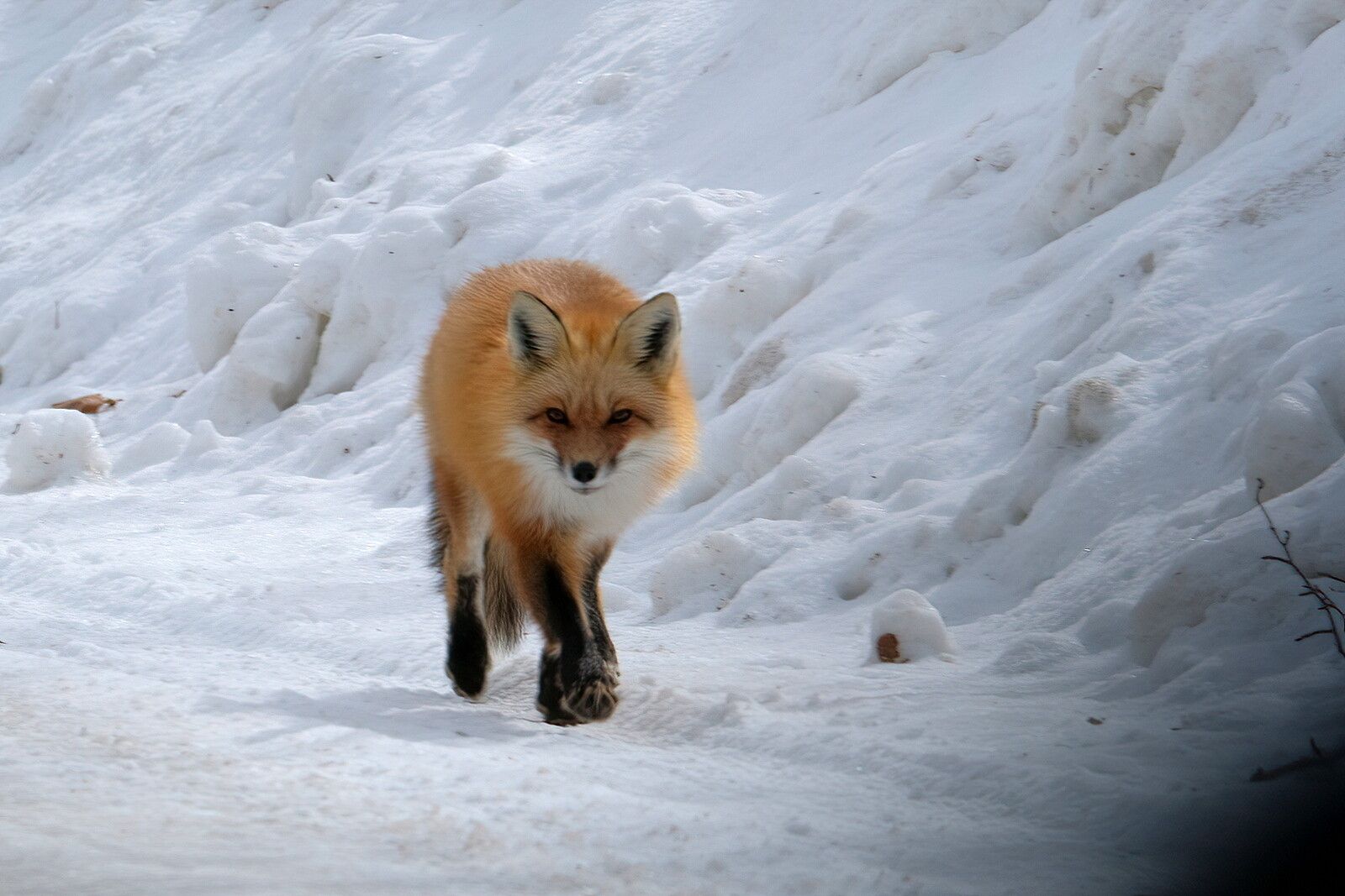 A curious red fox walking along a high bank of snow along a snow covered road. He is looking at the camera.