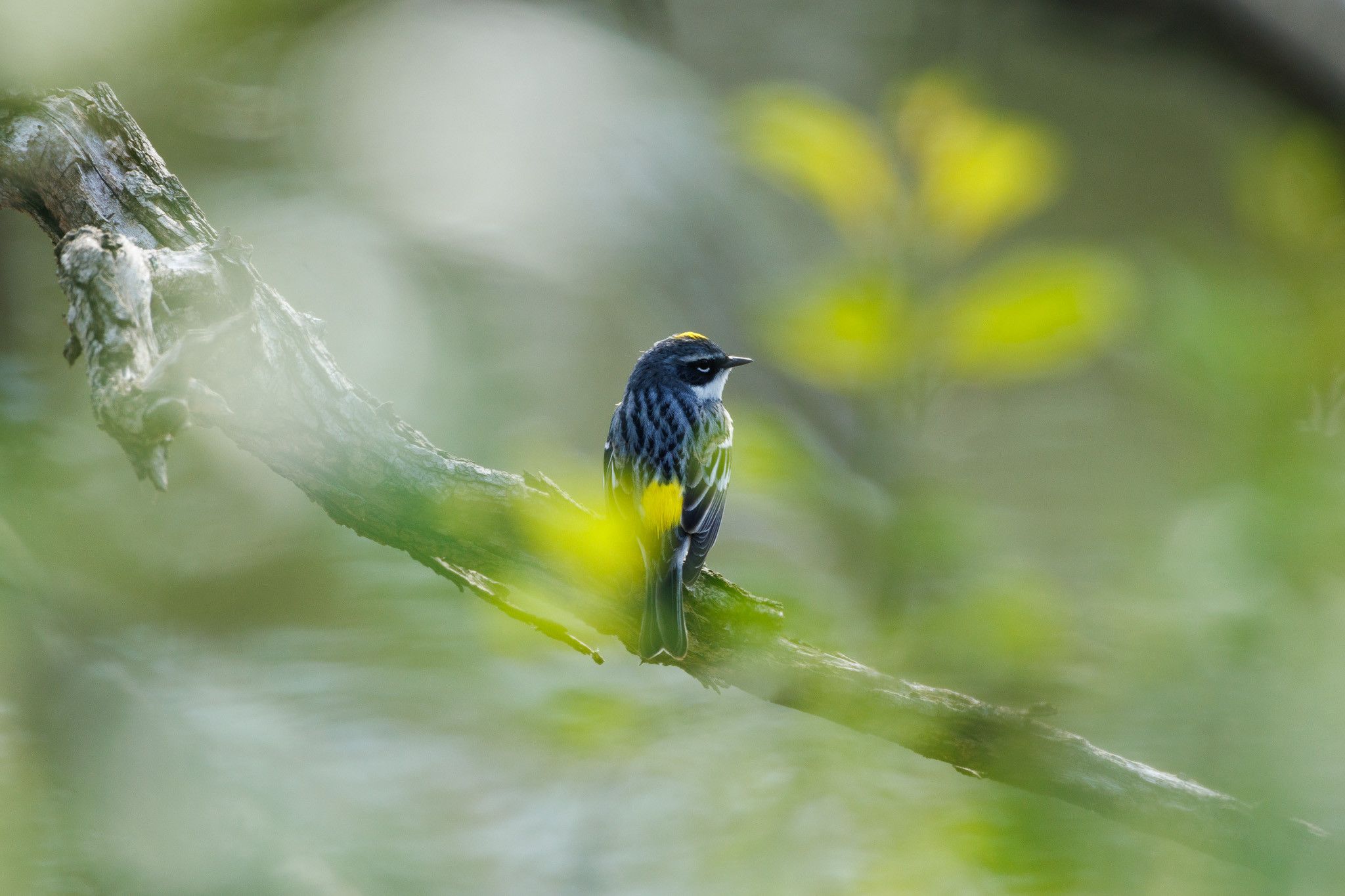 a small bird perched on a branch as seen through leaves. the bird is a yellow rumped warbler in full breeding plumage featuring bright yellow feathers at the base of their tail and at the top of their head. their face is white and black in stark contrast and their back is a lattice of black and blue feathers.