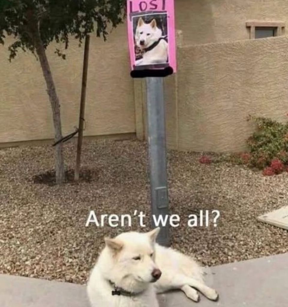 A photo of a white dog sitting at the base of a metal pole. Taped to the pole is a pink "LOST" flyer featuring a photo of the exact same white dog. White text superimposed over the bottom of the image reads: "Aren't we all?"