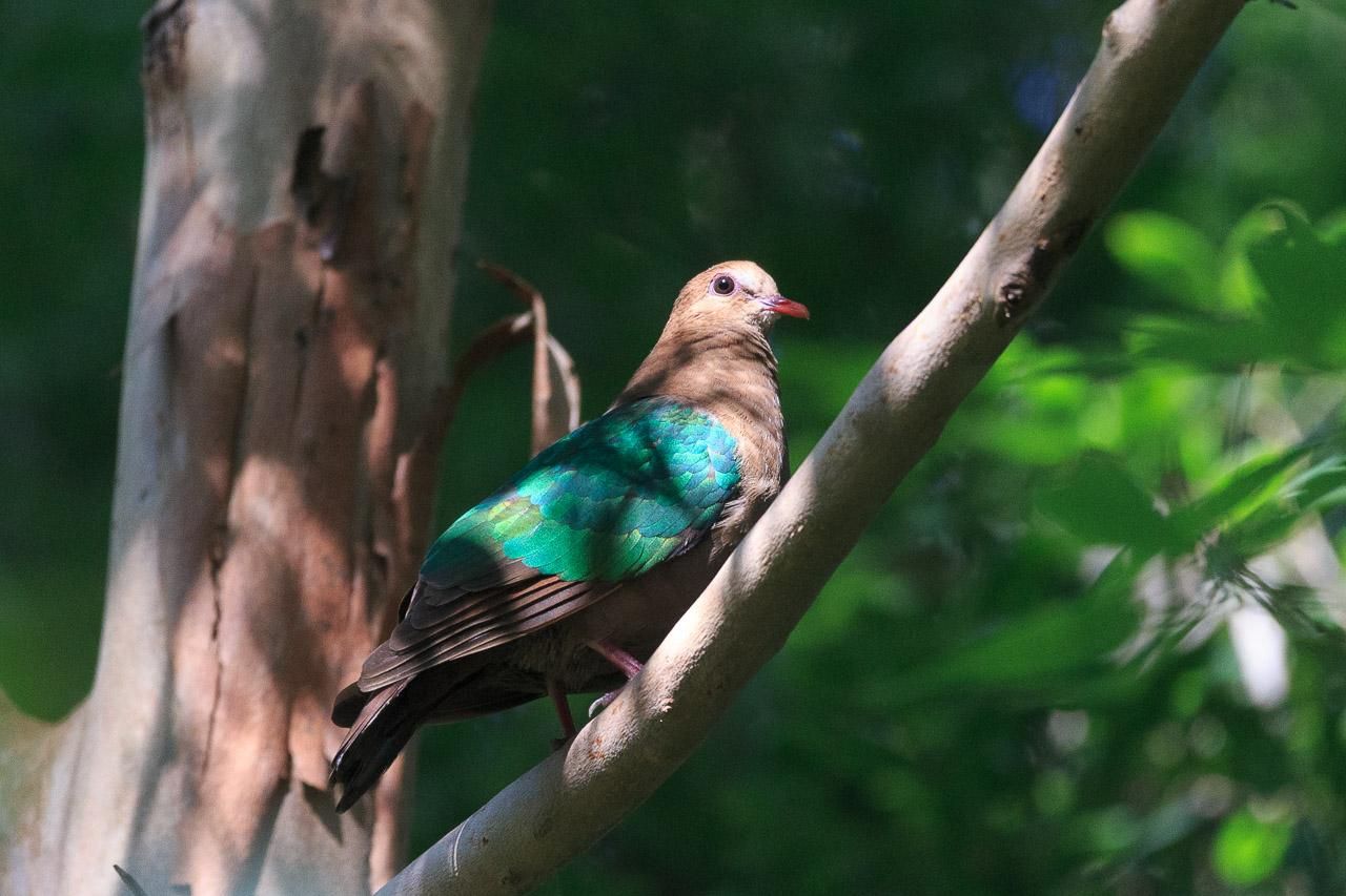 A small brown dove with emerald wings shining in the sun. It is perched on a branch of a tree. It also has pink legs/feet and an orange beak. 