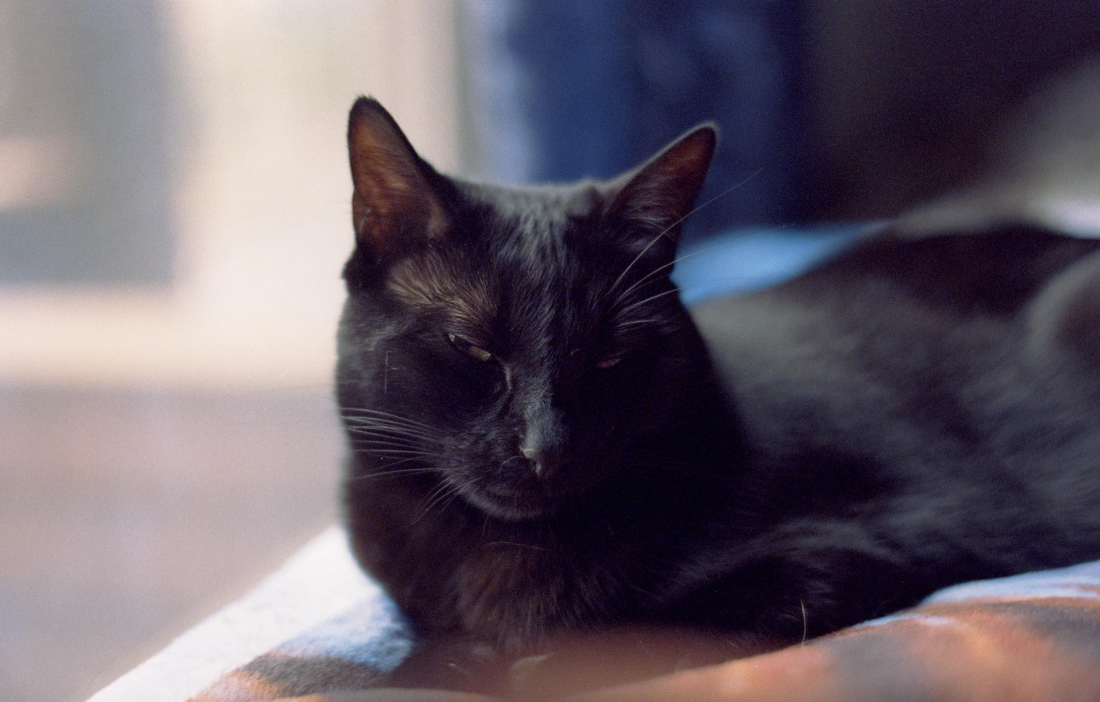 an image of a black cat lounging on the back cushion of the couch, looking at the photographer. she is squinting her eyes, the cat-signal for "i trust you"