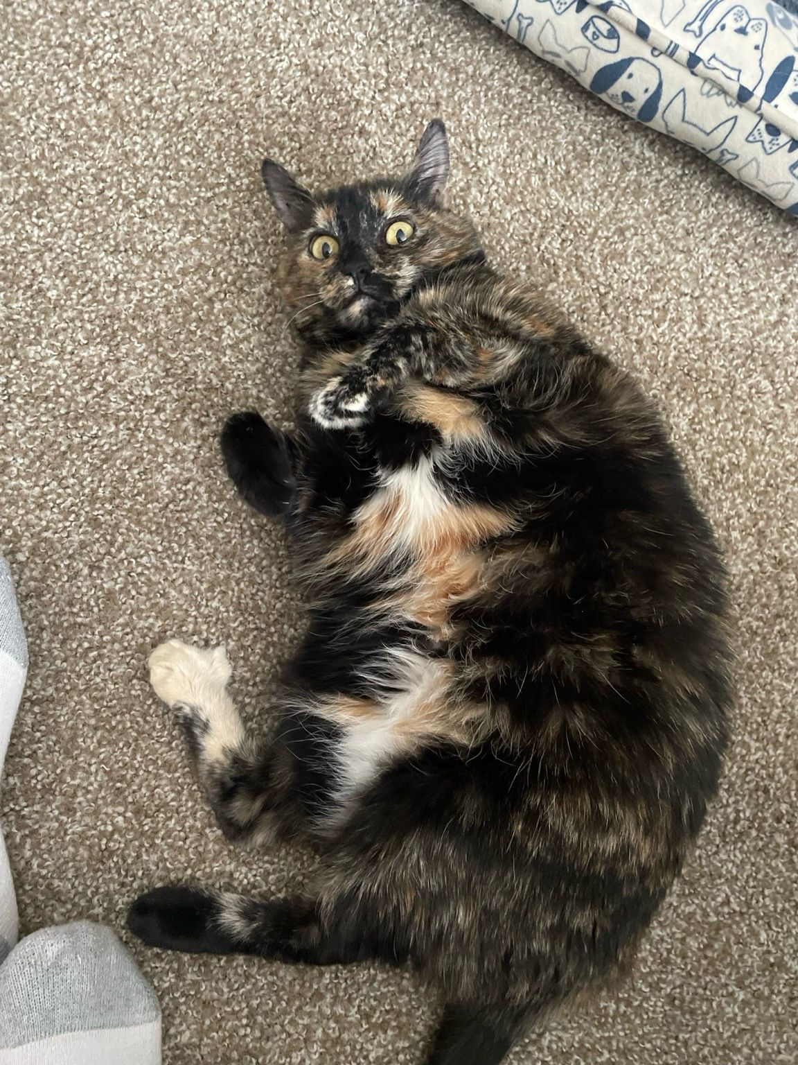 Cupid the Tortie, belly up, expecting scretches. 