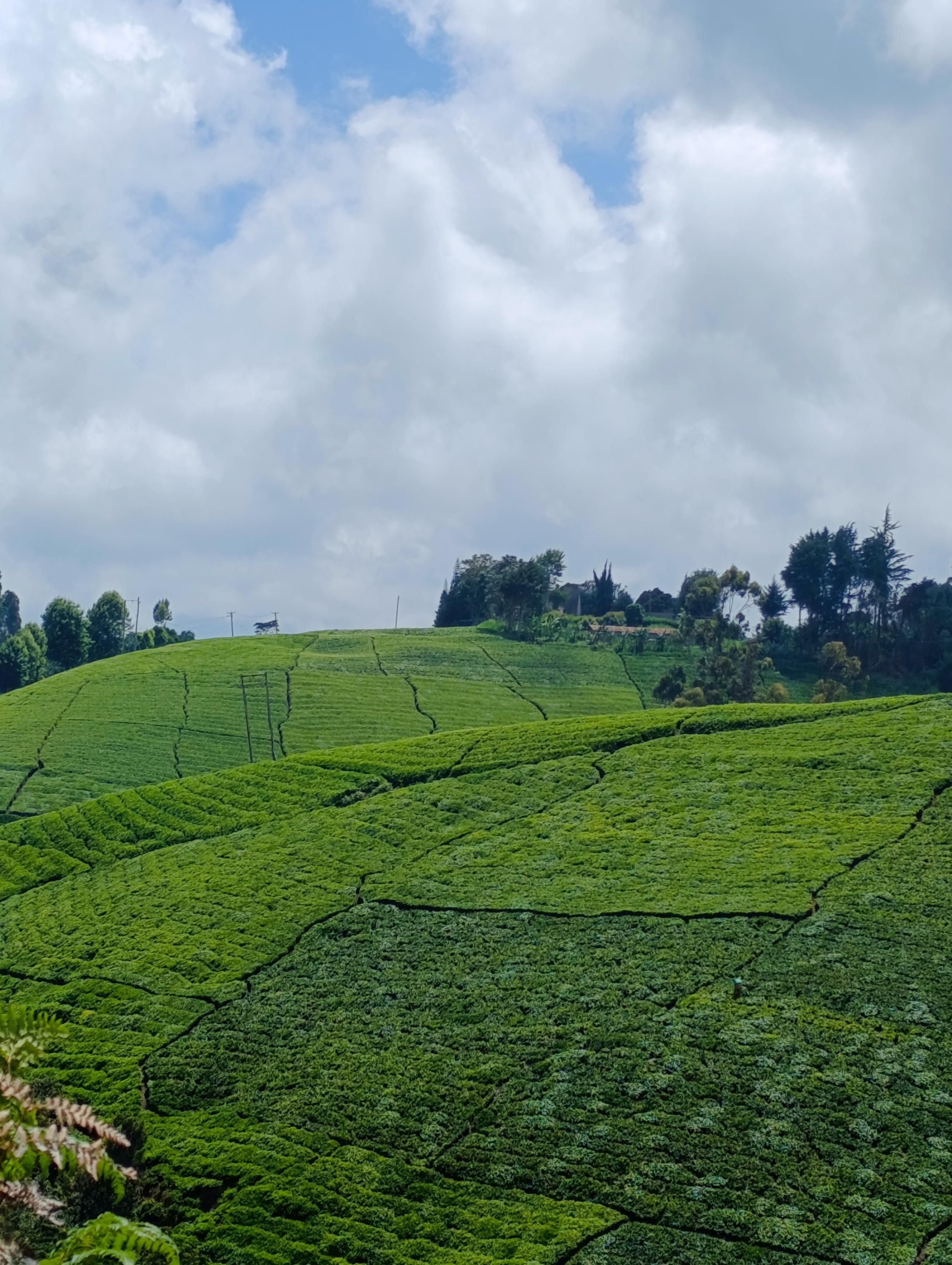Tee plantations with exotic trees in South Imenti 