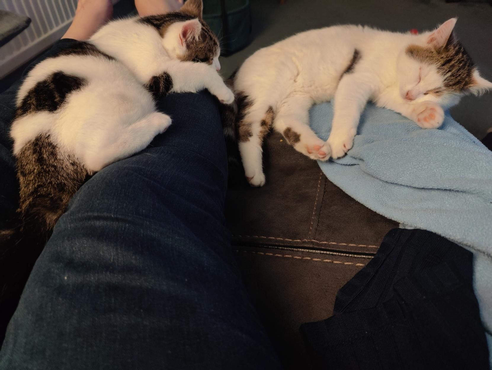 Tails and Sparky asleep on a blue blanket over my legs. Both cats are 3m old and white with tabby splotches and tails.