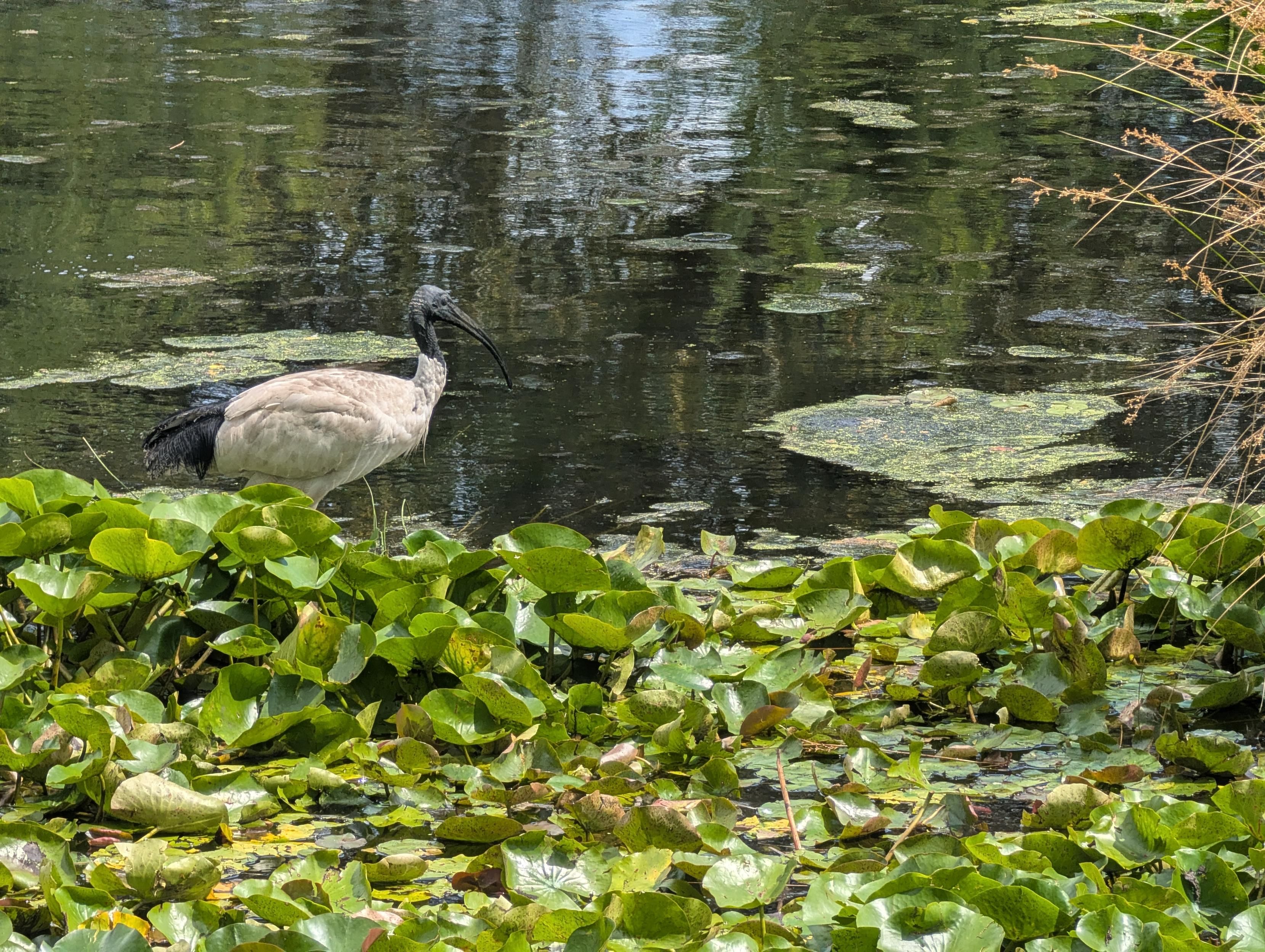 One ibis standing on the foliage will need to have a bath in the pond