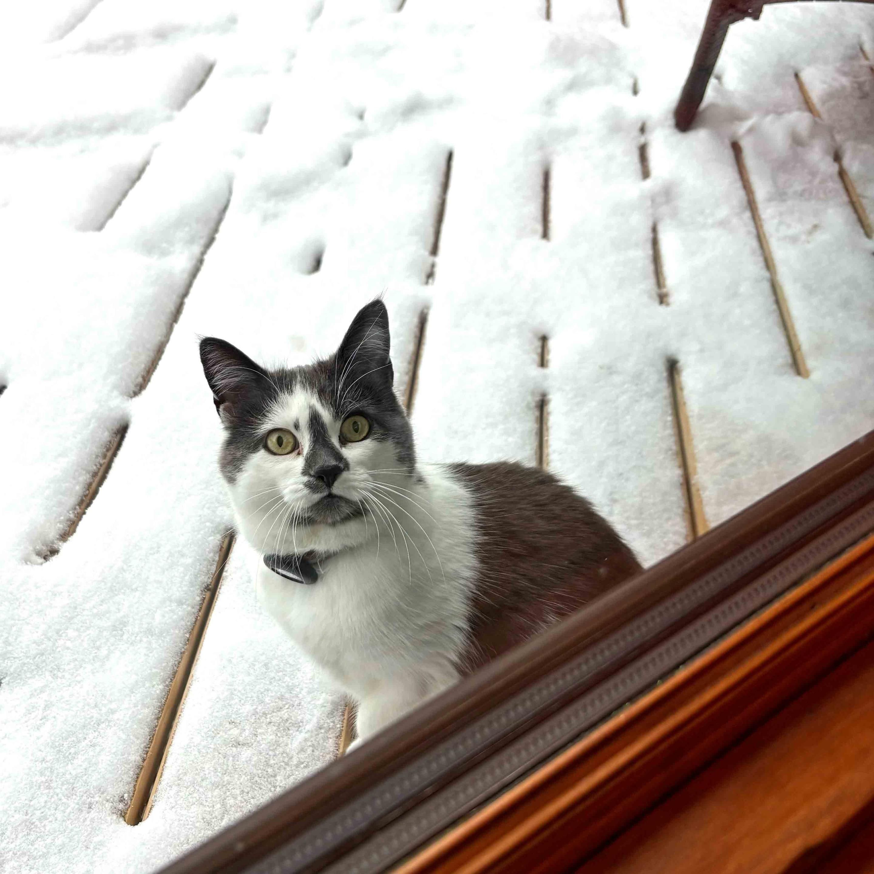 A grey and white cat is outside in the snow, wanting to be let back in NOW.