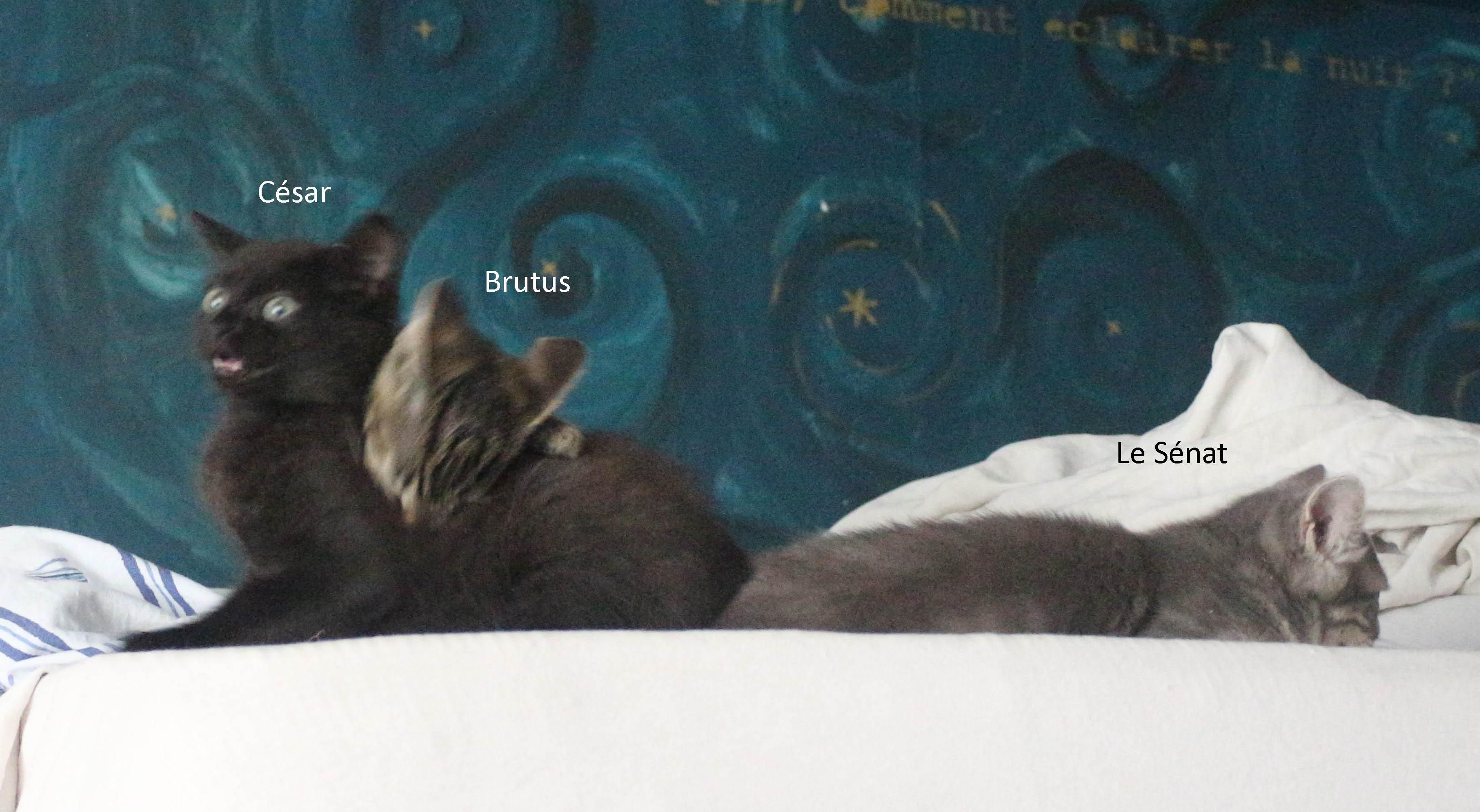 une photo de trois chatons sur un lit. Le plus à gauche a l'air outré et surpris et est intitulé "César". Un deuxième lui mord la nuque dans un mouvement flou et décidé, intitulé "Brutus". Le troisième, tout contre le premier,  dort profondément, intitulé "Le Sénat". 
