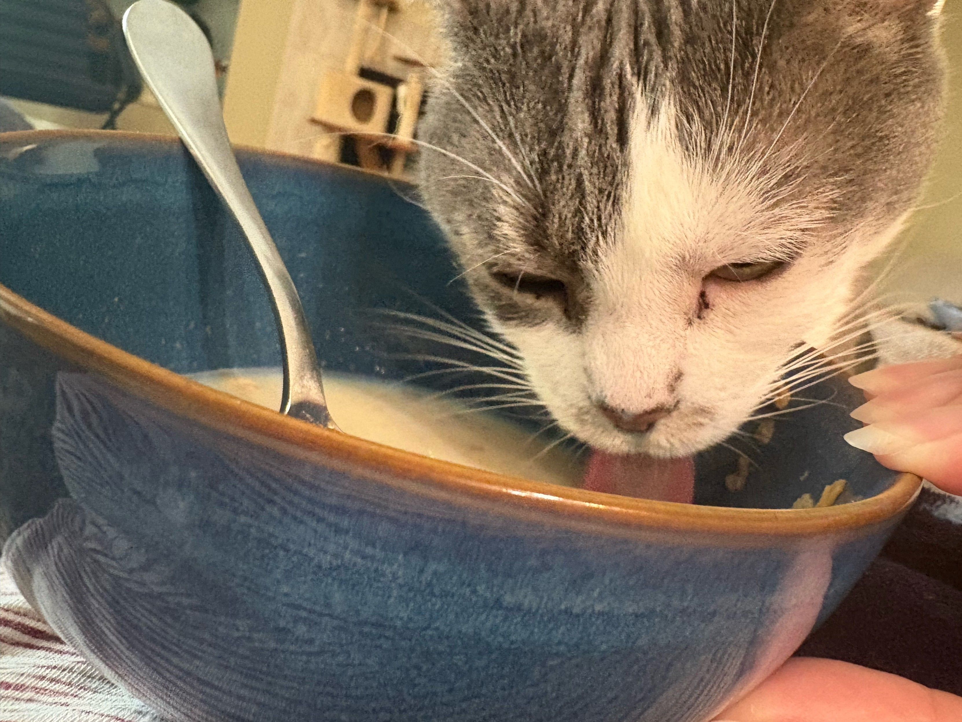 Grey and white cat lapping milk from a blue cereal bowl. Cat is on the right, spoon sticking up and back to the left.