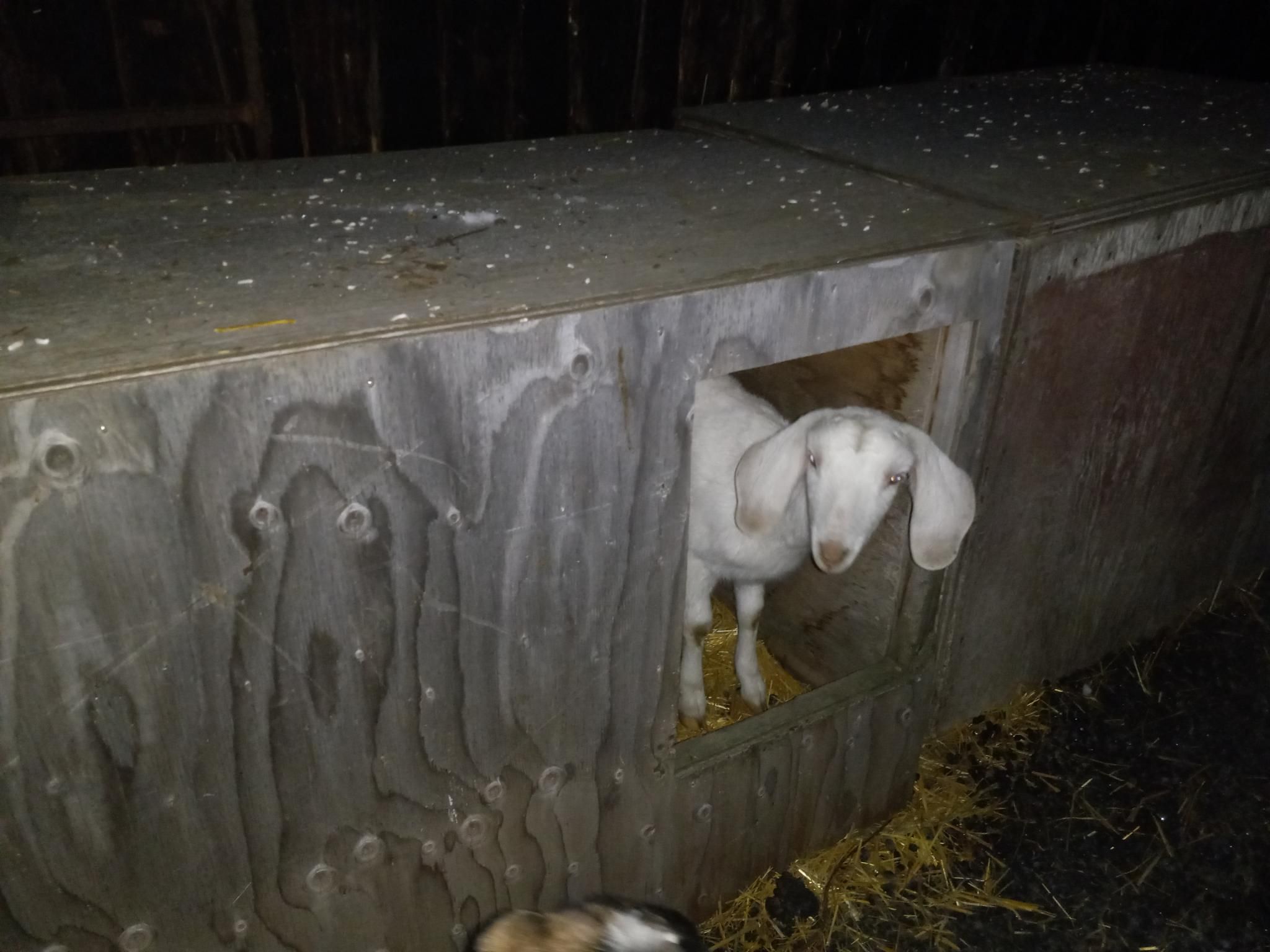 A small white goat with super cute droopy ears peeks out of an unpainted, rectangular, plywood dog house and looks at the camera. 
