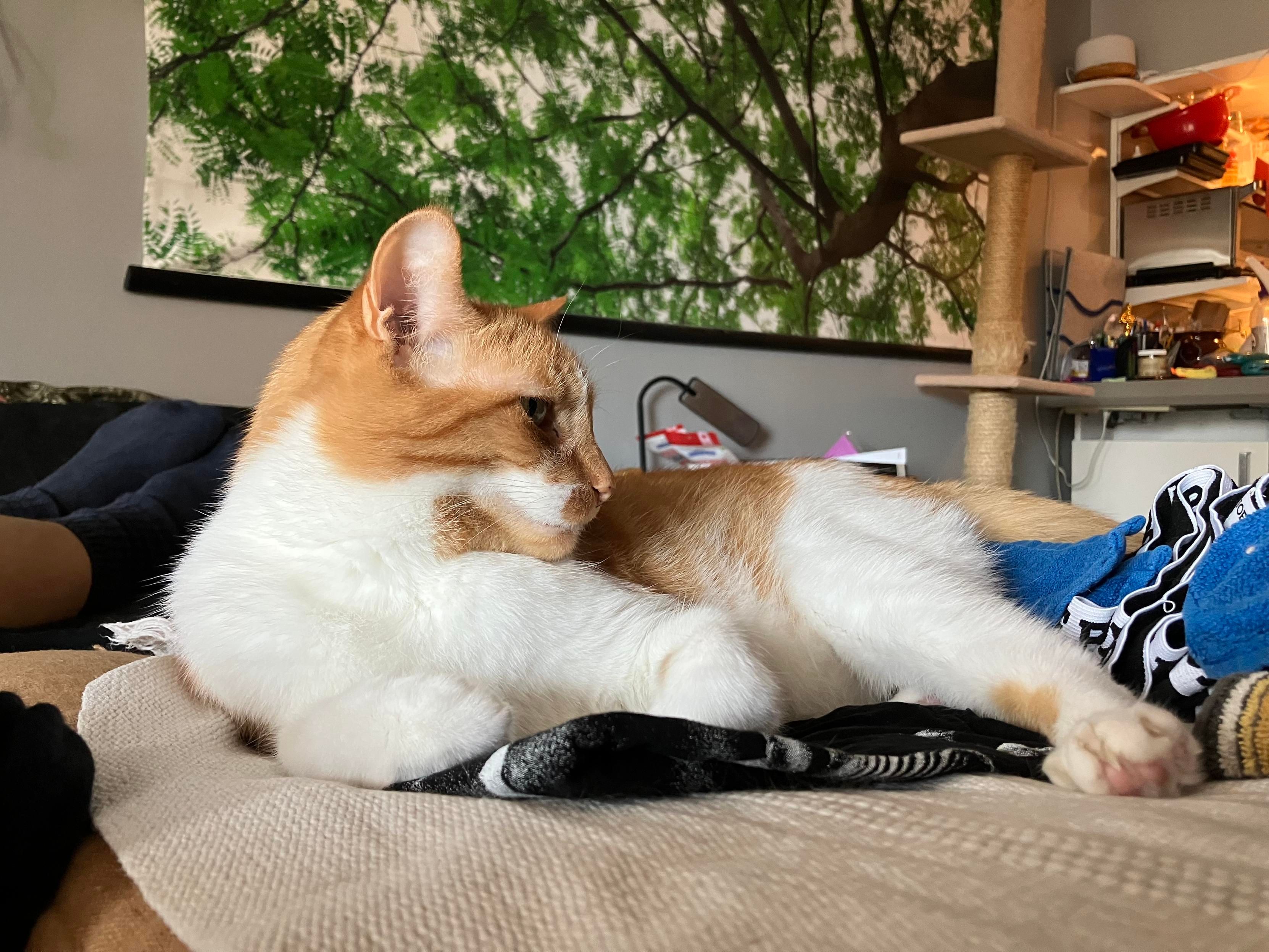 An orange and white cat chilling on clean laundry on a woven rug on a bed. He refuses to look toward the camera. A few pink toe beans are visible.