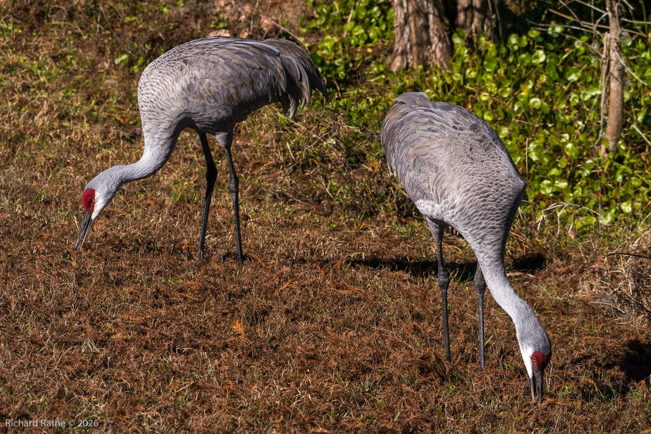 gray Sandhill Cranes with red faces
