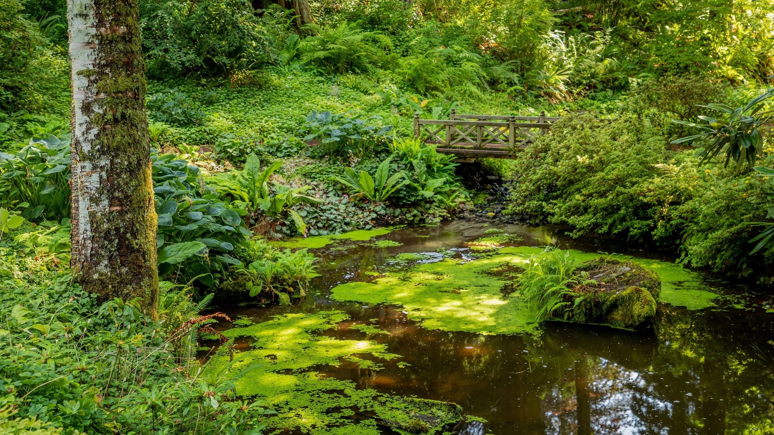 The Moss Garden at Bloedel Reserve, designed by Richard Haag. A cross-frame wooden pedestrian bridge connects two steep streambanks over a winding stream covered in duckweed. Large, leafy wetland plants emerge from the banks under a dappled canopy of trees.