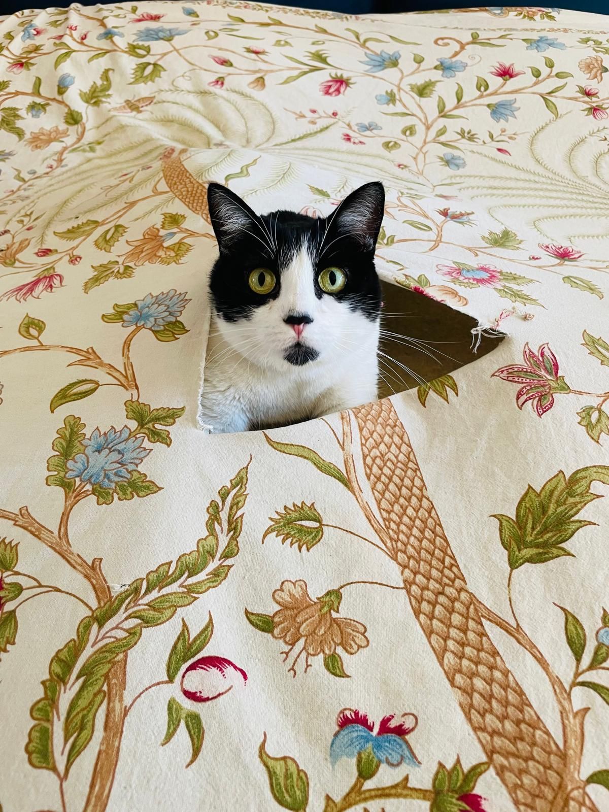 Micia bianca e nera. Solo la testa sbuca fuori dallo strappo triangolare di un copriletto a fiori con sfondo bianco. La gatta guarda dritto in macchina con l'aria di chi non ha affatto rotto il copriletto