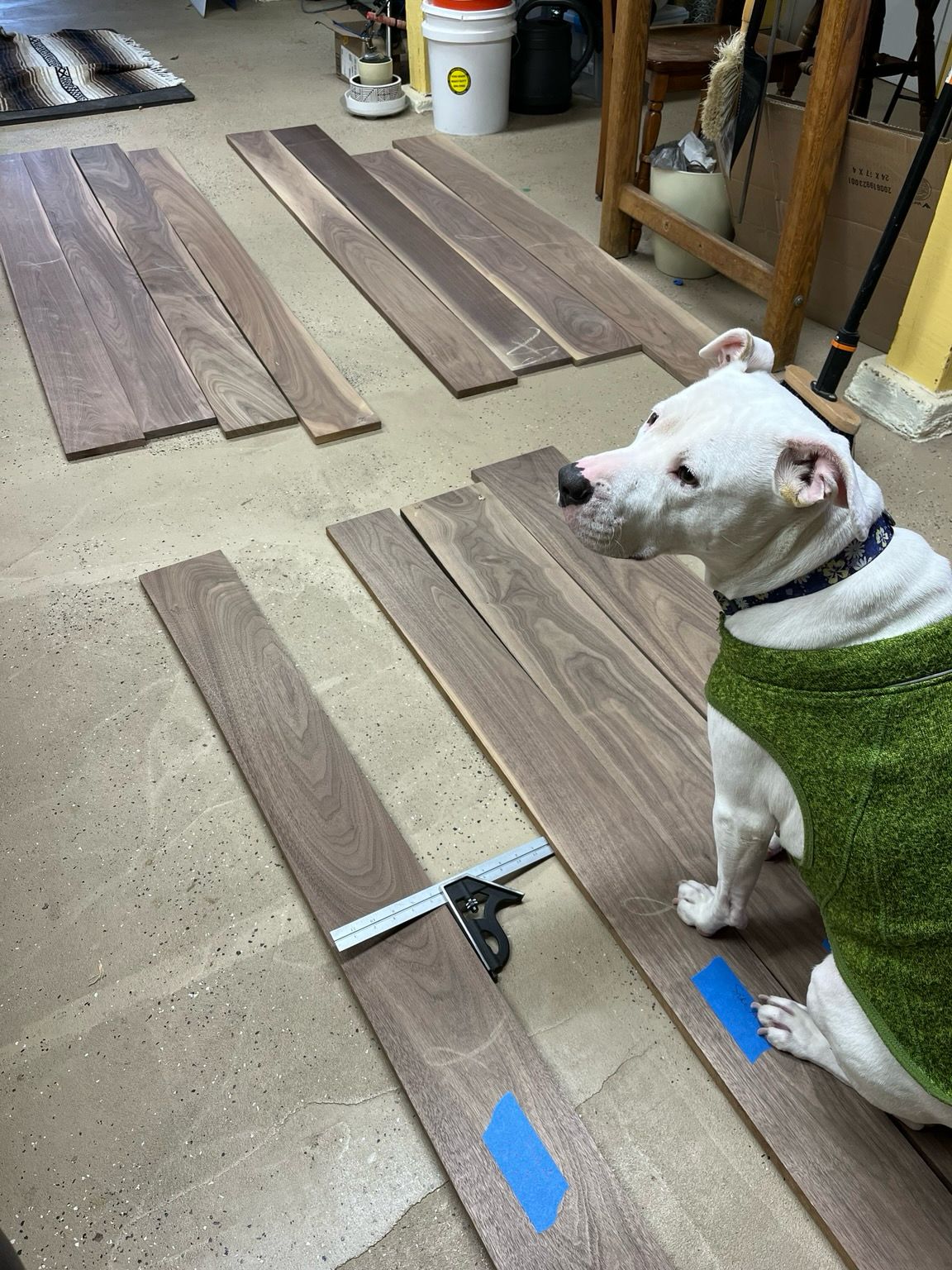 A white pit bull in a green dog jacket looking to her left. There are many walnut boards laying flat on the ground. The dog is sitting on two of the boards.