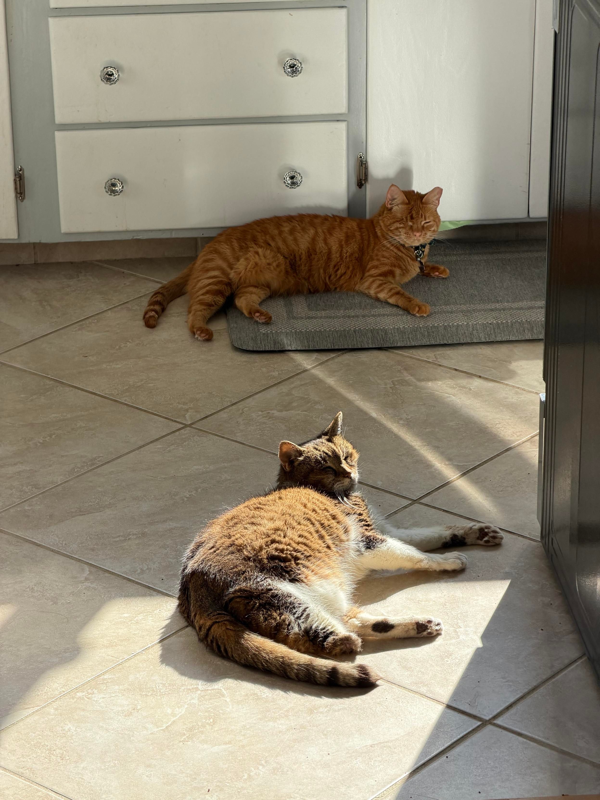 an image of two cats sitting on a kitchen floor. an orange cat with one eye is in the background, laying drowsily on a mat. in the foreground, sitting in a sunbeam, is a three-legged tabby cat with a white belly.