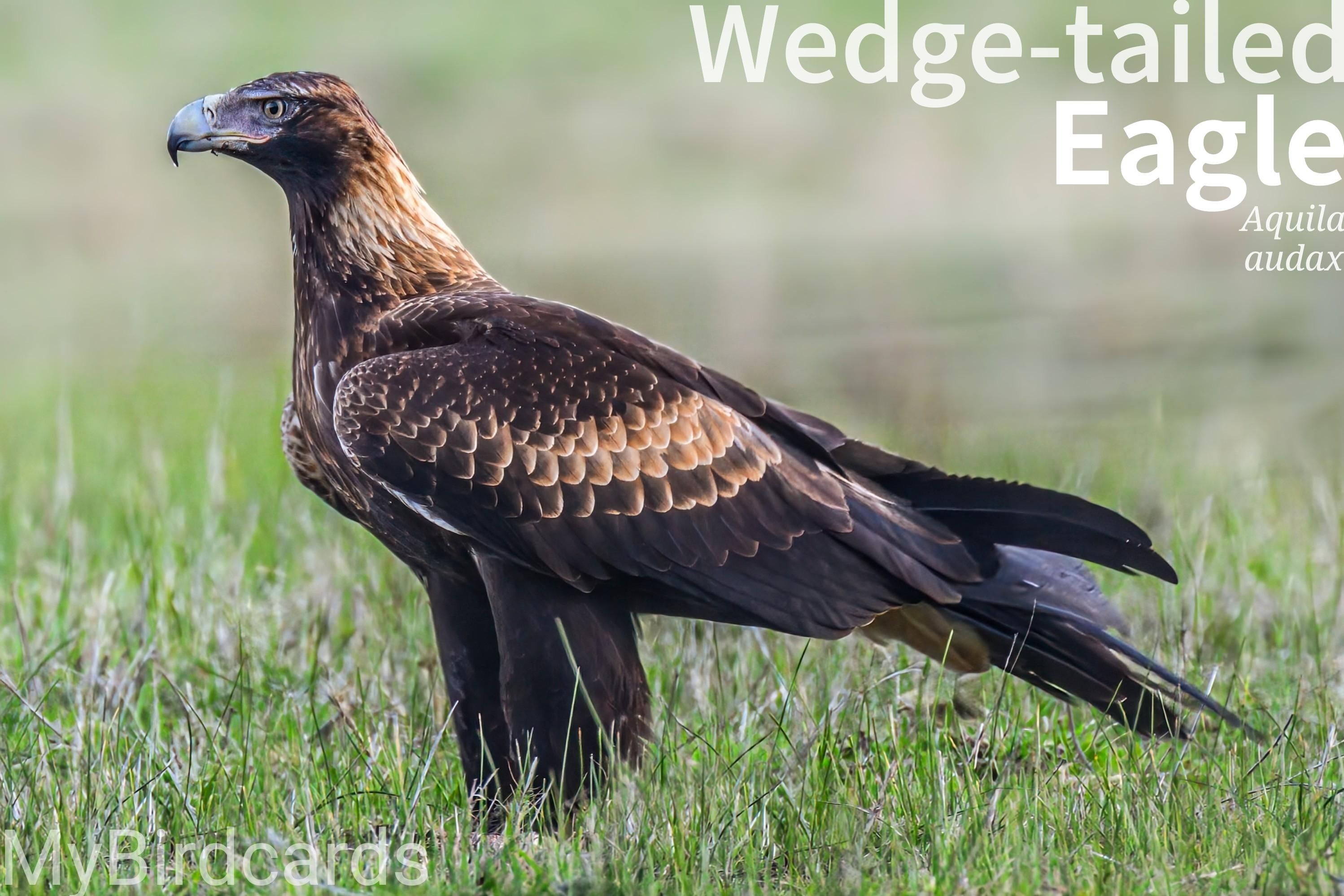 🌏 Wedge-tailed Eagle (Aquila audax)

The Wedge-tailed Eagle is a large, dark-brown to black eagle with a distinctive wedge-shaped tail. It's Australia's largest bird of prey, also found in southern Papua New Guinea. Highly aerial, it soars on thermals, hunts live prey, and also scavenges. Two subspecies are recognised. 2.5 Flash (Edited) 

Fun fact: They've been known to work together in groups to hunt large prey. 

Conservation status: Least Concern (IUCN 3.1)

📷: Photo by pen_ash via Pixabay 
https://pixabay.com/photos/wedge-tailed-eagle-eagle-bird-9781524/

GRPS