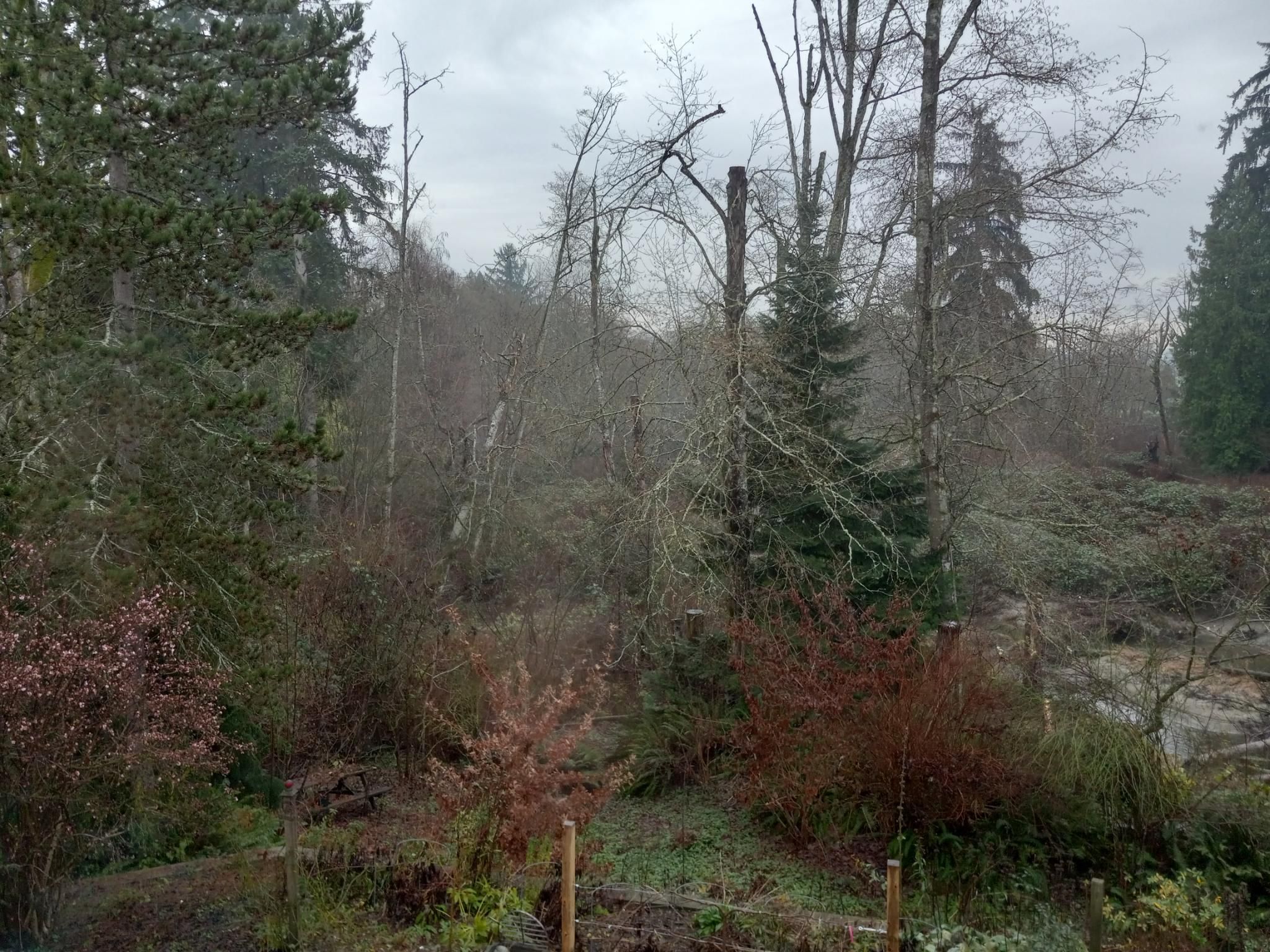 A view of temperate rainforest wild parkland, with lots of moss on everything.  It's super wet, and the sky is grey above.