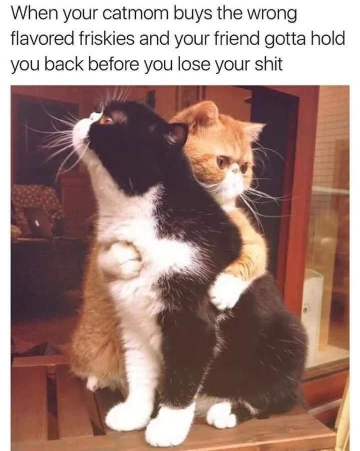 The image features two cats indoors. The foreground shows a black and white cat sitting upright on a wooden surface, facing left. Another cat, orange and white, is positioned behind, with its front paws gently placed on the black and white cat's back, as if hugging or holding it. The setting appears to be inside a room with wood-paneled decor and subdued lighting that creates a warm atmosphere. The orange cat's expression seems neutral, while the black and white cat is looking into the distance.

Transcribed Text:

When your catmom buys the wrong flavored friskies and your friend gotta hold you back before you lose your shit.