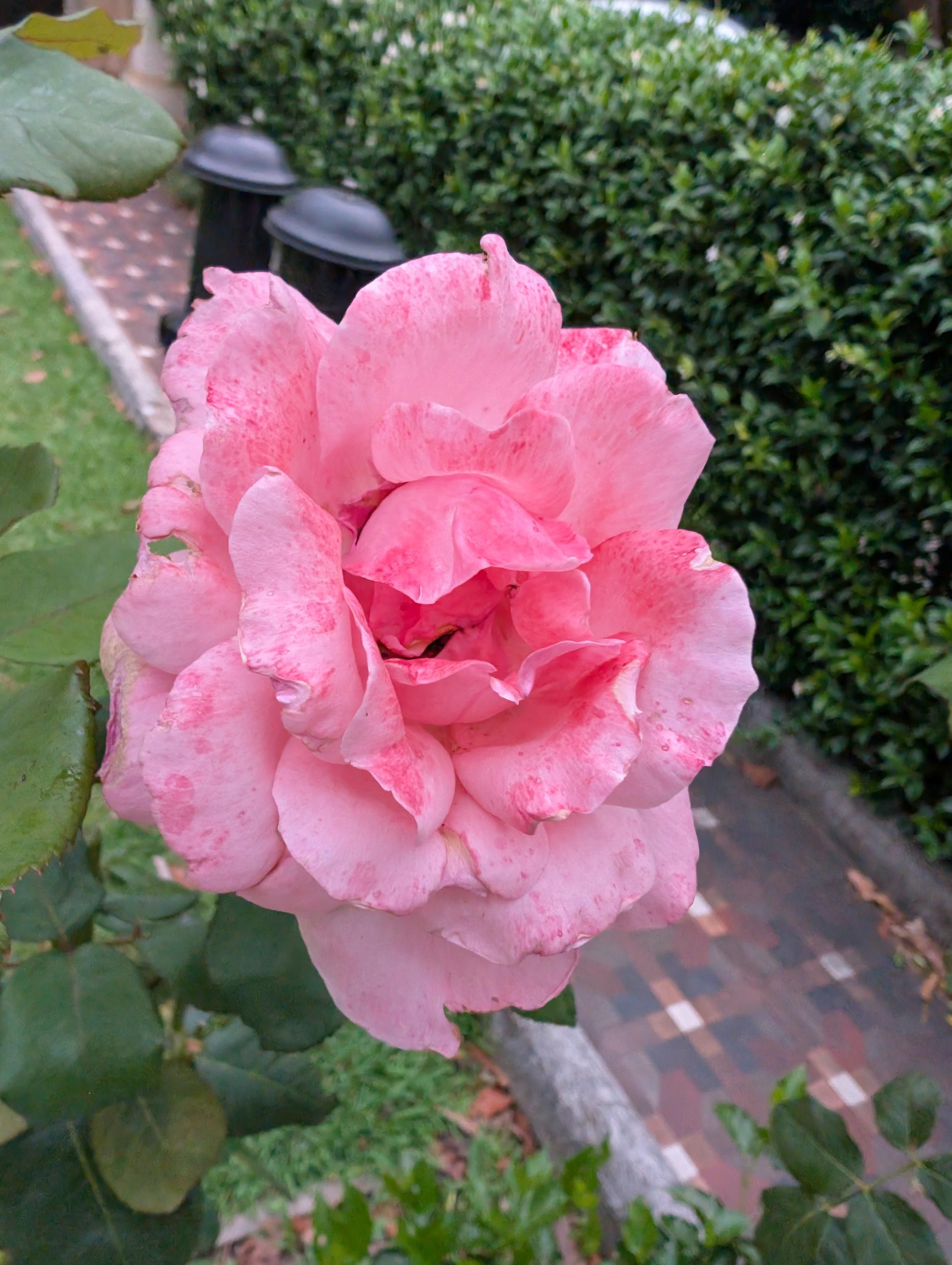 A light pink rose with splashes of darker pink