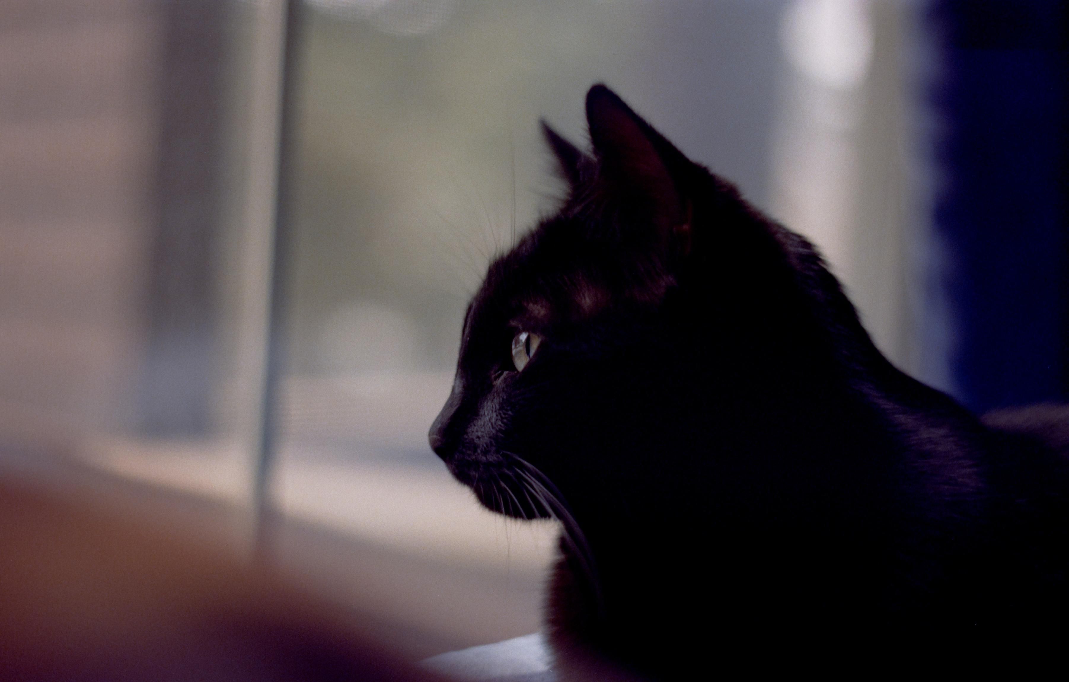 an image of a black cat looking out the window 