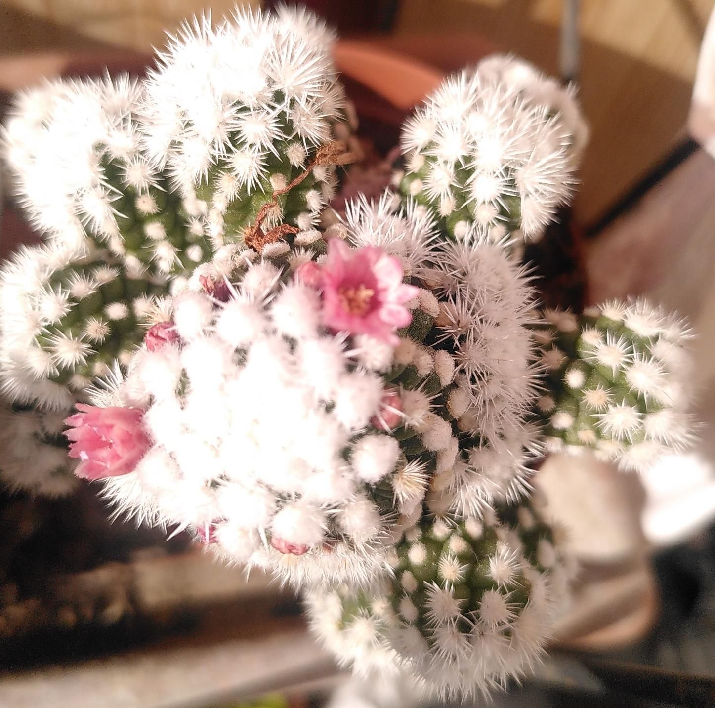 Cactus alsole con piccolissimi fiori rosa appena schiusi