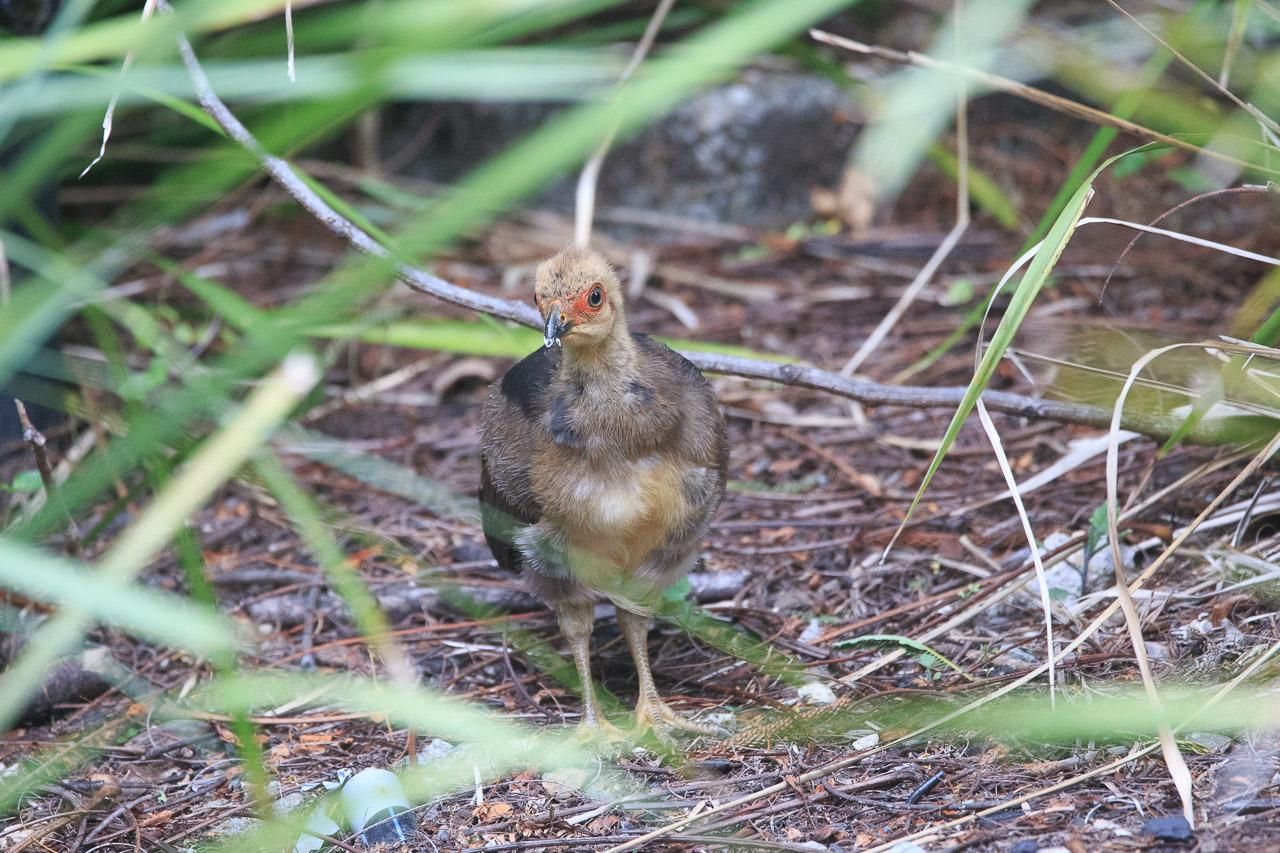 A small yellow-brown chick with black tail and red on its face standing in a garden bed planted with lomandra. 