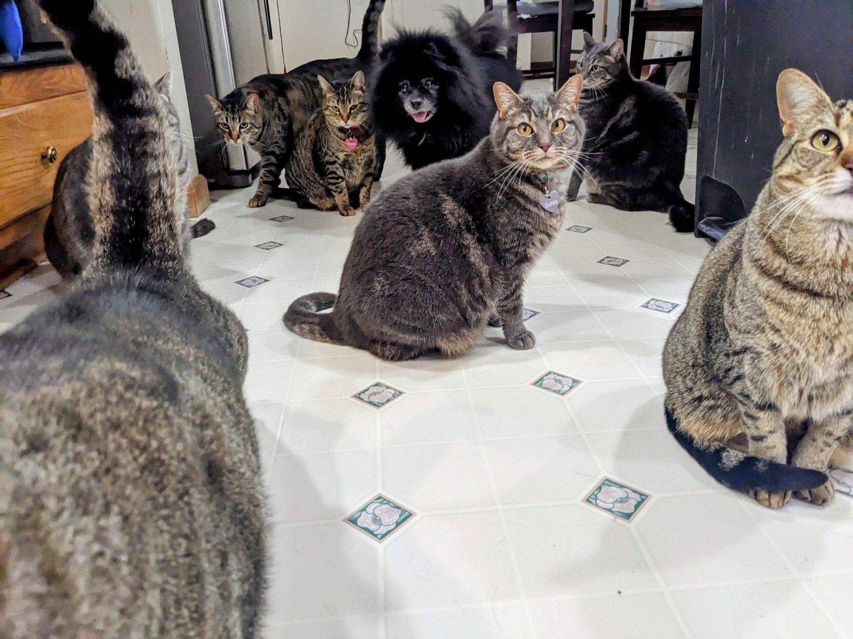 A low-angle view of seven tabby cats and a fluffy black dog in a kitchen. The cat are all in disarray. On the bottom-left Simon has mostly walked out of frame, leaving only his tail sticking straight up to perfectly block Lydia behind him. On the right Petunia is exactly half out of frame. In the middle Sumie is perfectly posed, though she partially blocks Eleanor and Mina, and then in the most back Primrose is glaring while Vincent bumps into her as he passes.