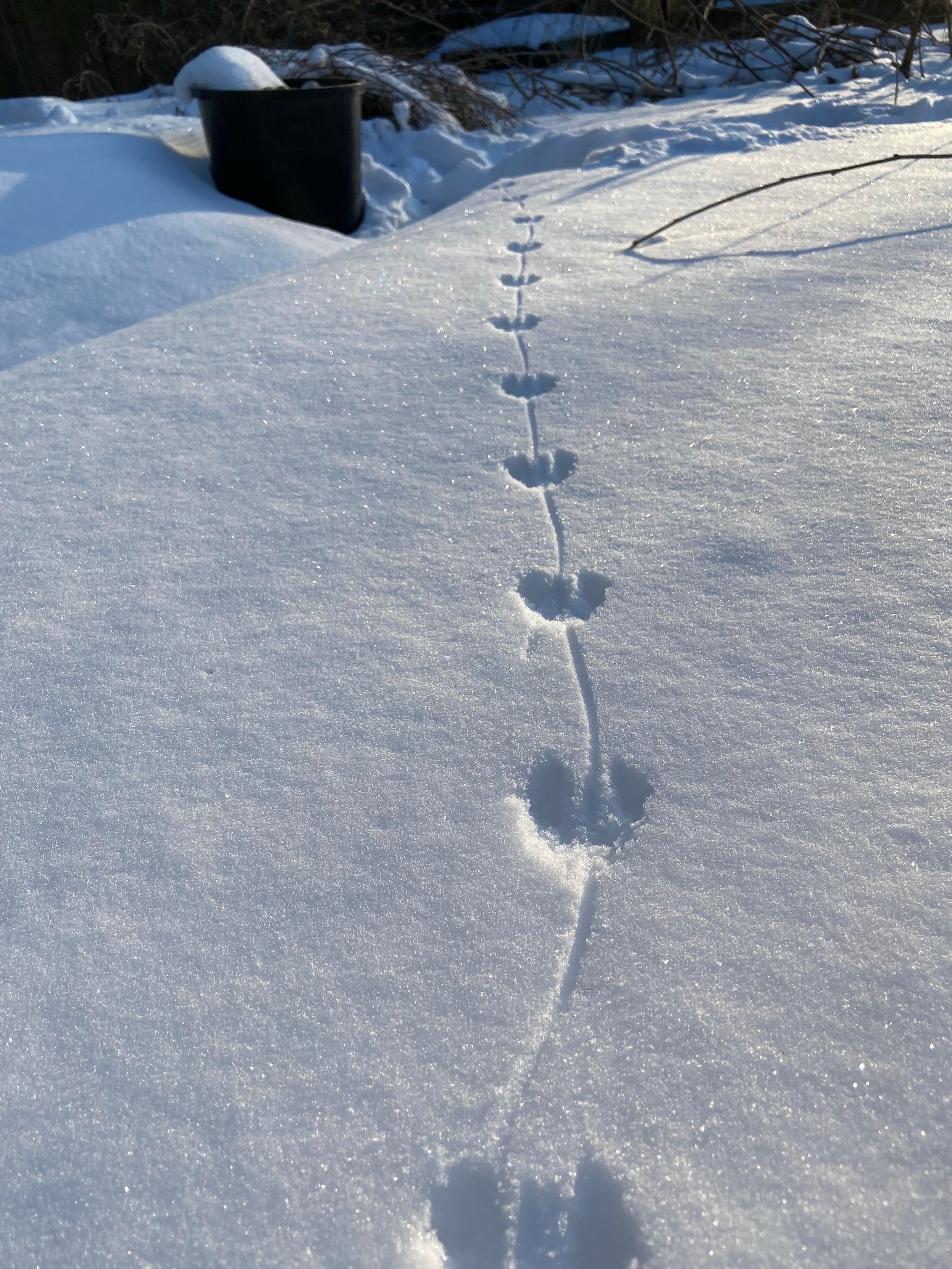 Ground level view of mouse tracks through the snow. The mouse's feet have made heart shaped marks, and the tail leaves a thin line connecting them all in a chain. 