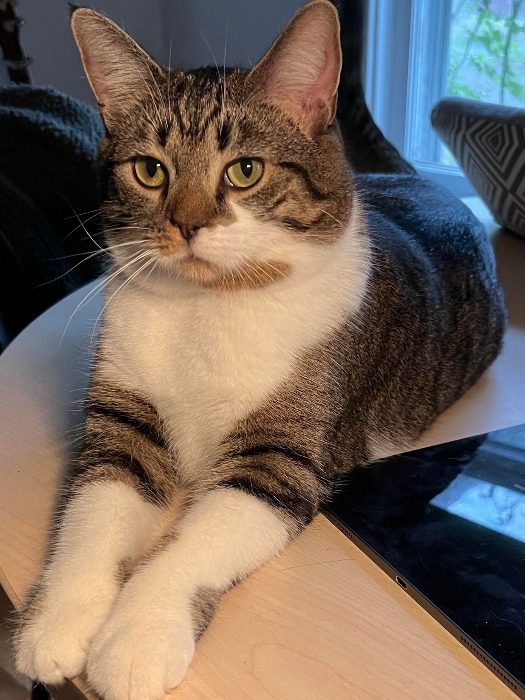 Brown & white tabby sphinxing on my desk