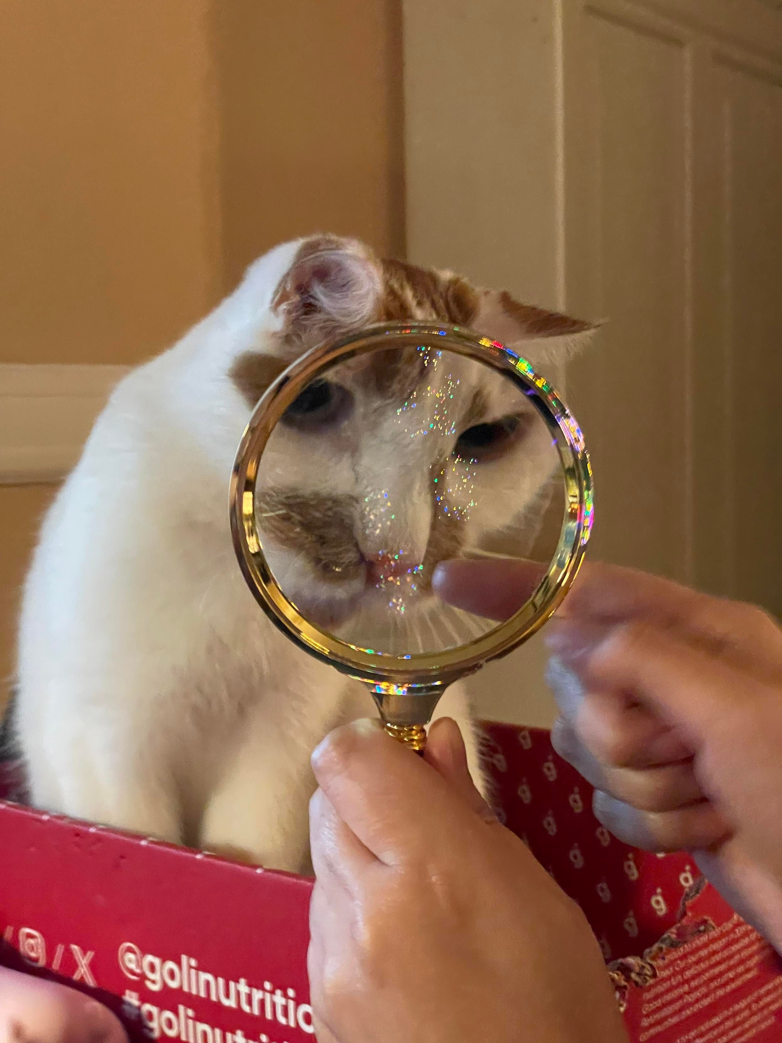 The same cat, in the same situation, but a different angle on the face. 