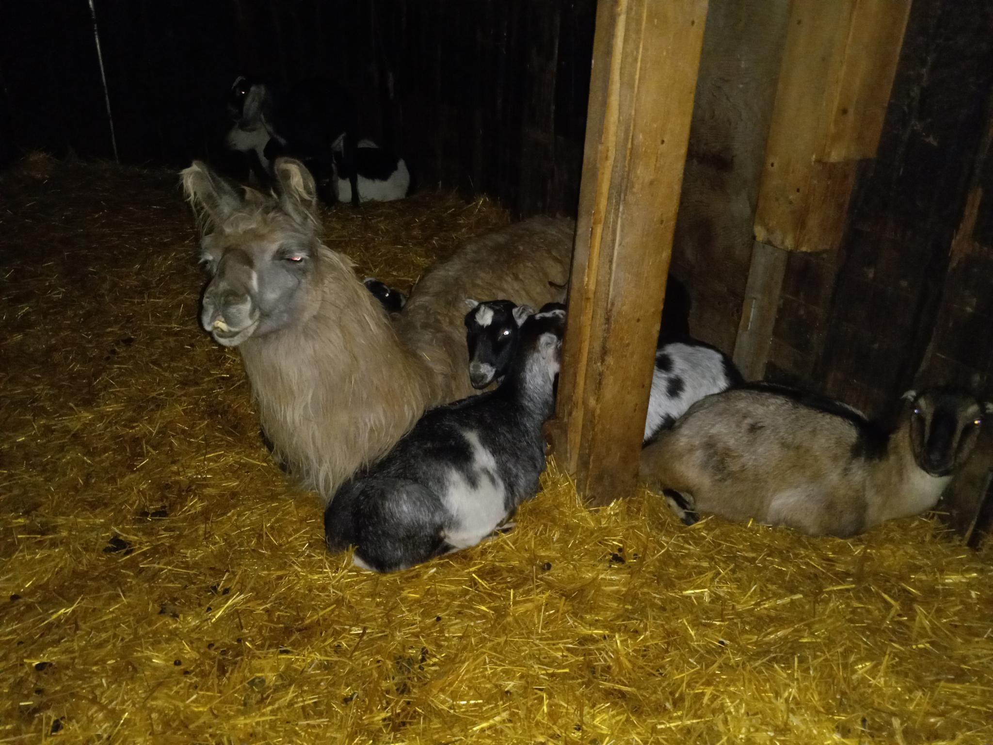 2 black-and-white and one brown goat snuggled up next to a fuzzy brown llama, all laying on straw inside a barn.  The llama is holding his head up with his eyes closed, like he's really appreciating the snuggles.  A few more goats are visible in the background snuggled together in the corner of the barn.