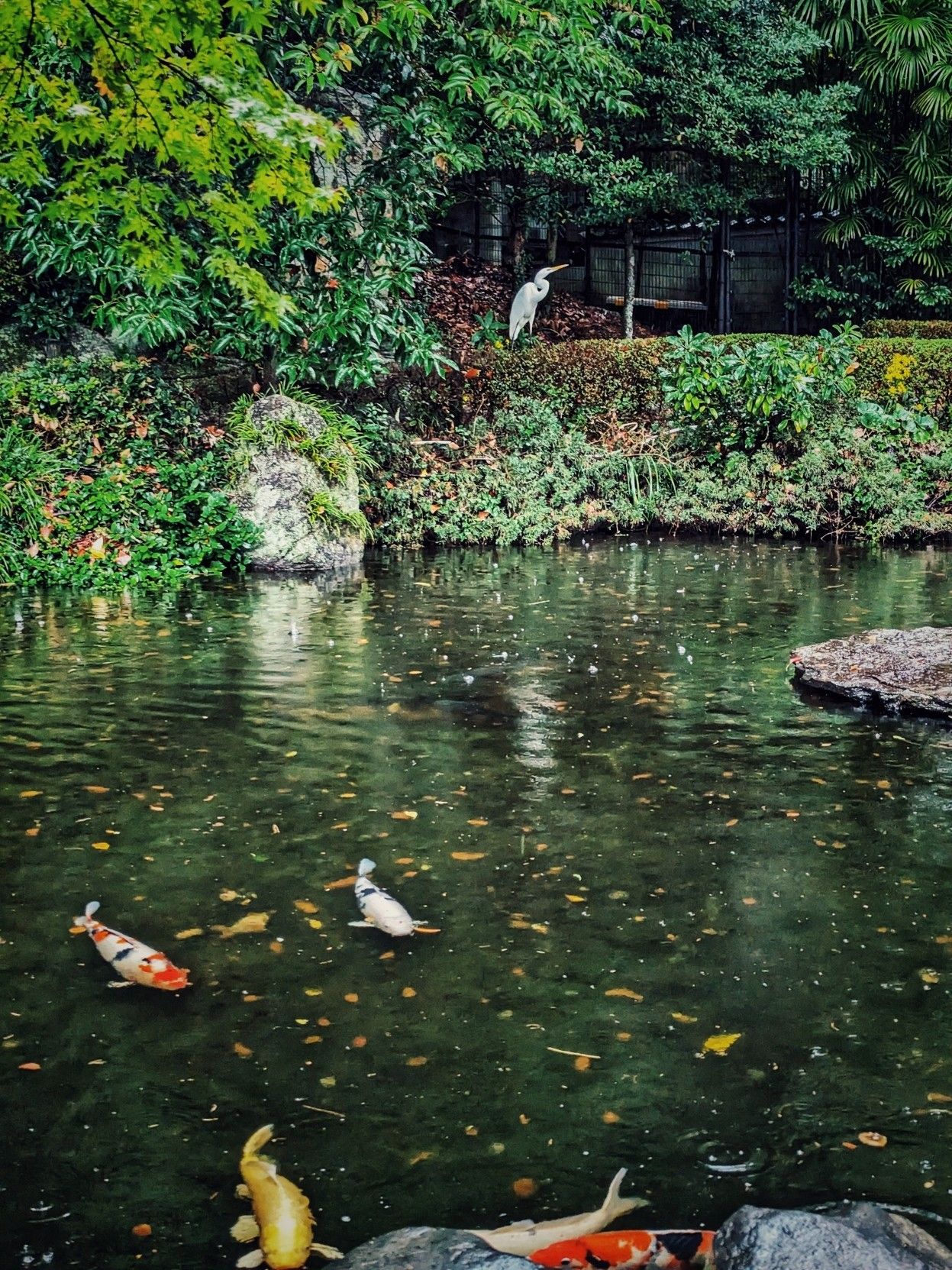 A large pond with many fallen brown leaves and colored koi swimming in it. On the far end of the pond just above the short vertical bank is a white  egret with S bent neck among lush greenery