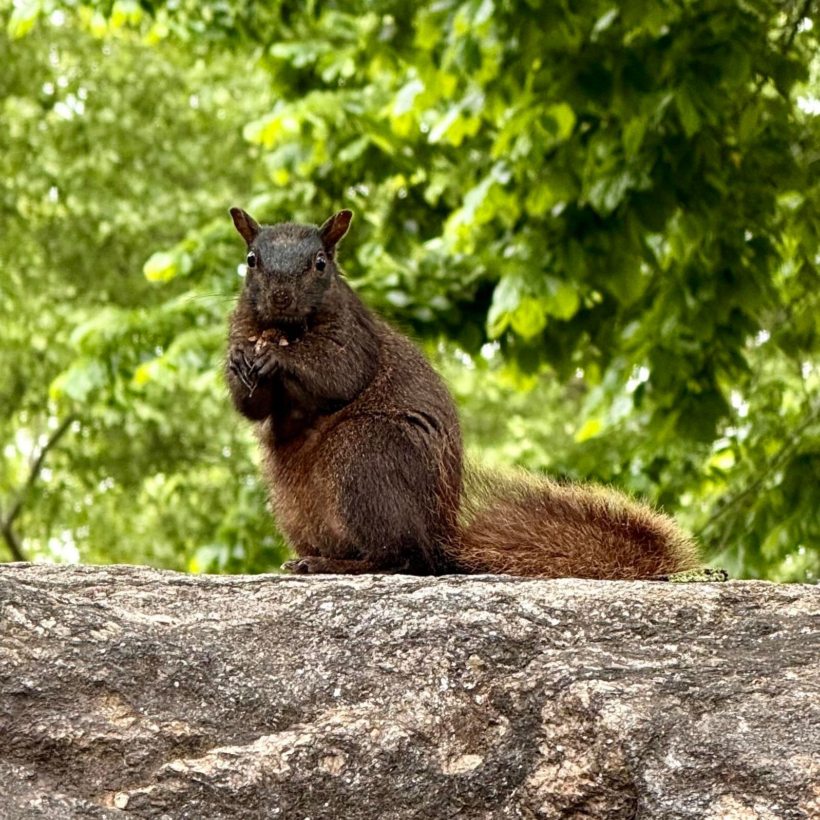A color photograph in square aspect ratio. Taken mid morning on a clear day. An Eastern Grey squirrel sits upright on a large, textured gray rock, facing the camera. It is holding a corn nut between its paws and appears to be eating it. The squirrel has a dark brown body with small, alert ears and a fluffy tail that is a lighter, reddish-brown color. In the background, there is a soft-focus view of green leaves and foliage from trees.