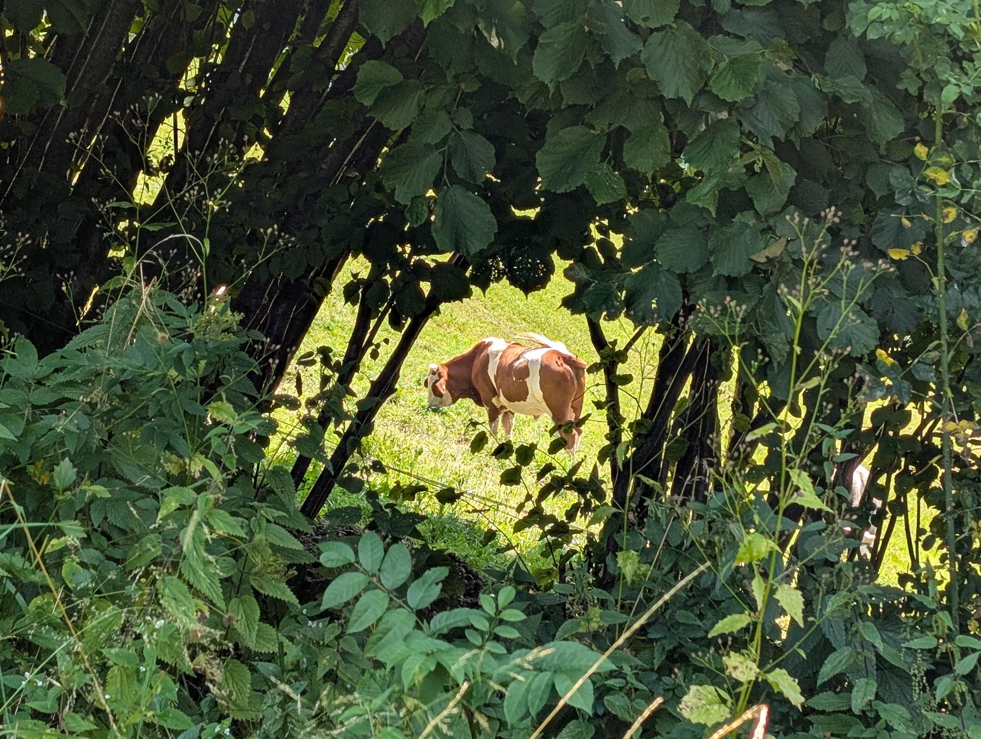 Foto durch ein Loch in einer dichten Hecke, die auch Bäume beinhaltet. Durch das Loch sieht man eine braun-weiße Kuh von der Seite beim Grasen.