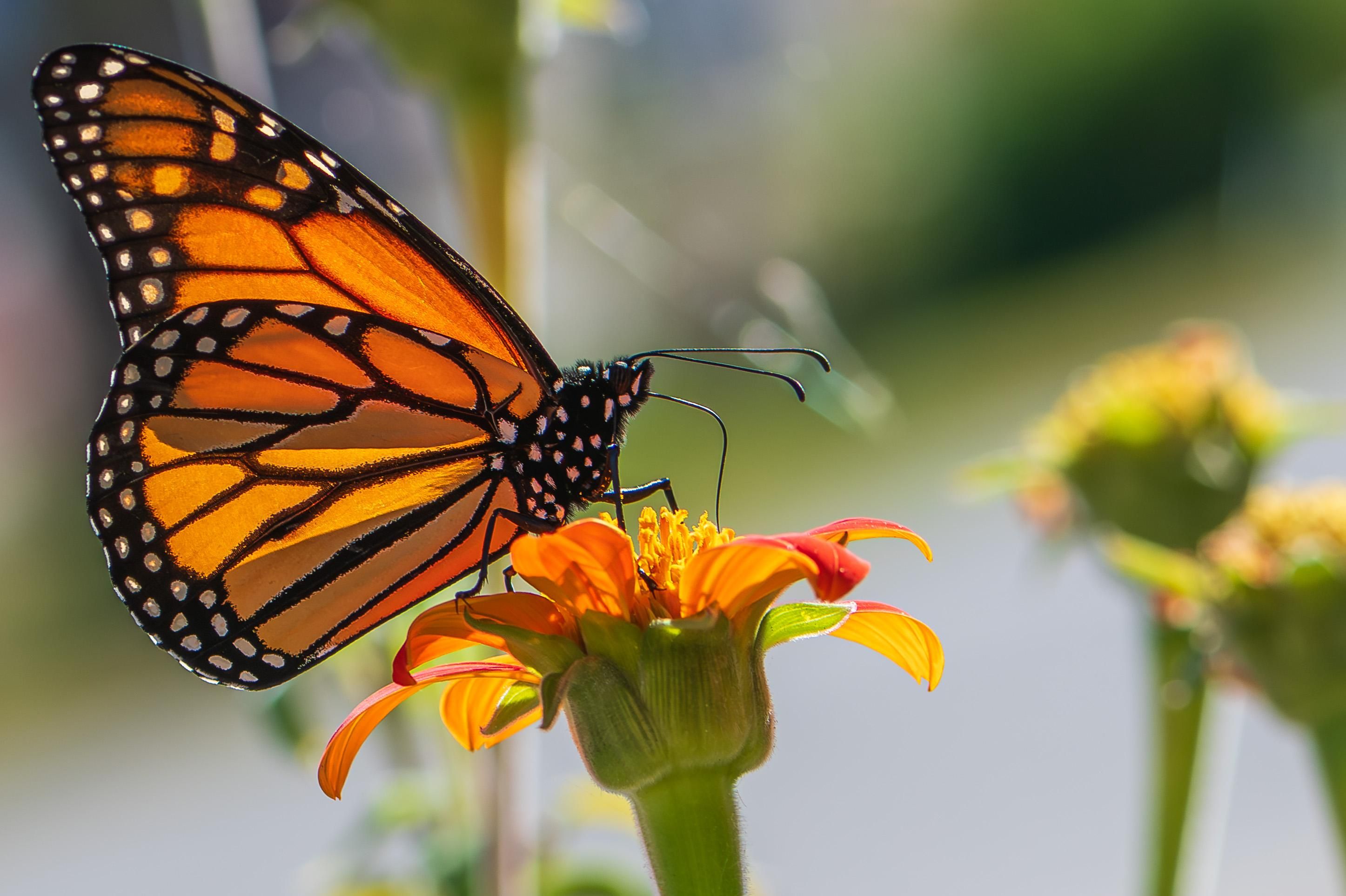 Closeup photograph of a monarch butterfly (Danaus plexippus) standing atop an orange Mexican sunflower in my garden last year with out of focus flowers and vague greens and grays in the background. The monarch is facing right in profile leaving only its right side visible and it has its proboscis inserted into one of the flower's orange-yellow florets. Monarch butterflies have orange wings with black and white patterned edges and black veining, black bodies and heads covered with white polka dots and fine black hairs, large black compound eyes, two long, black antennae, and six black, segmented legs.