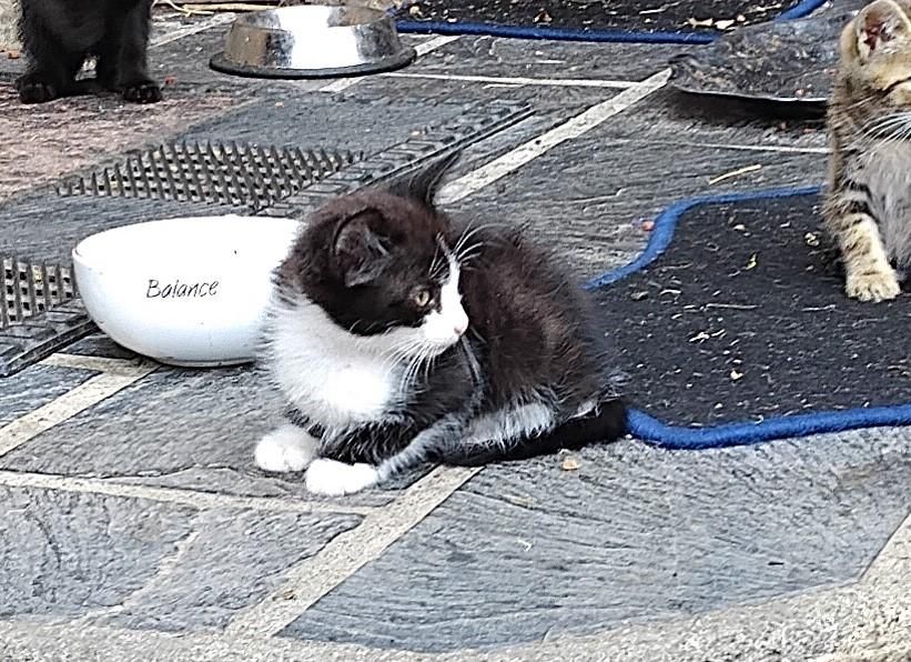 le chaton noir et blanc il y a deux semaines, alors en relative bonne santé, on reconnaît bien les gants blancs sur le dessus des pattes et le décroché à droite de la liste blanche.