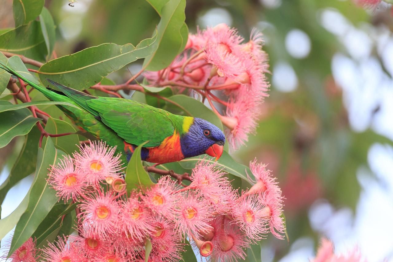 A Rainbow lorikeet perched at a spray of pink eucalyptus flowers. Its green back and tail is almost the same colour as the foliage, but its rich blue head and red chest make it more visible. 