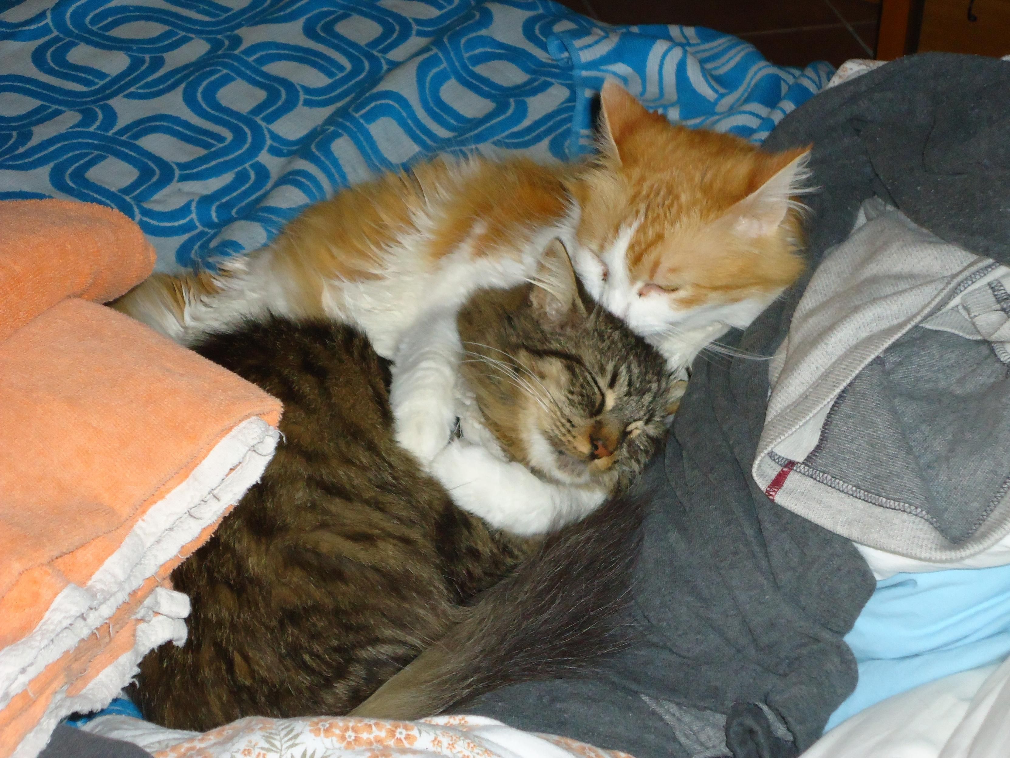 Photo of a gray tabby cat, medium long fur, sleeping on a bed. Another cat, white and red, is hugging him and licking his head