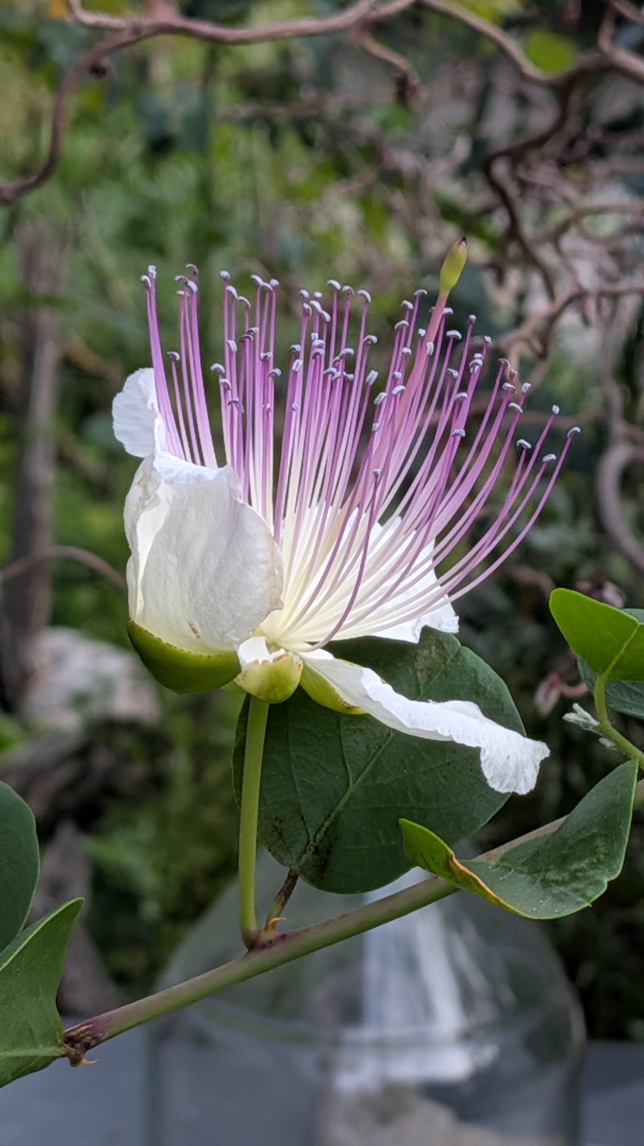 Foto di Capparis spinosa
