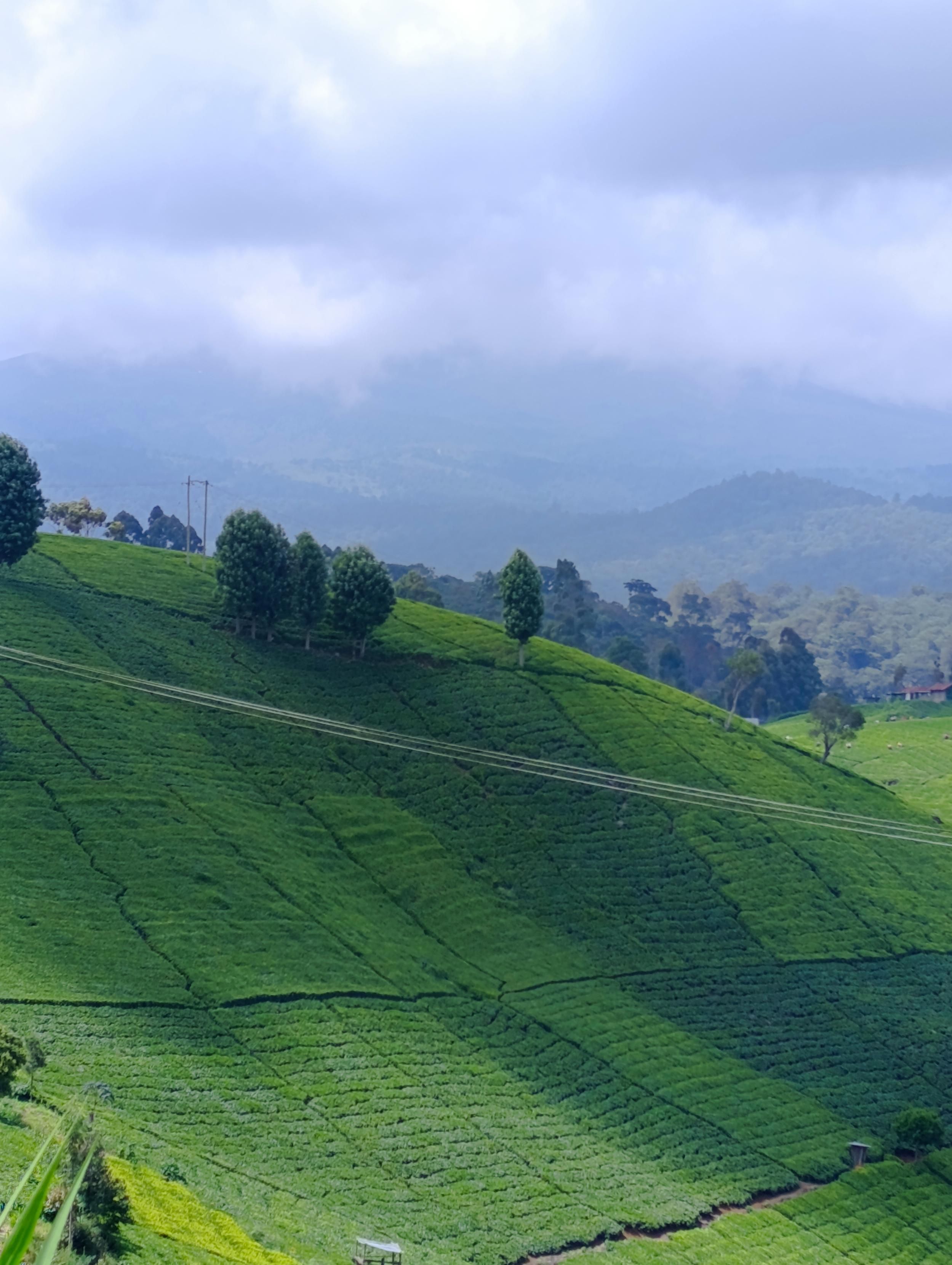 Tee plantations with exotic trees in South Imenti 