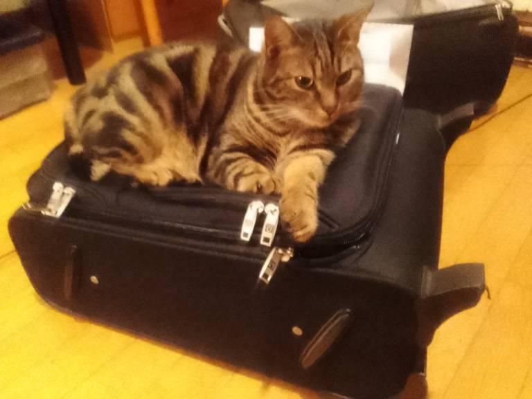 Una foto a colori, in formato orizzontale, che ritrae Arturo, il mio micio, che ho già descritto nella foto precedente, accoccolato sopra un trolley nero appoggiato in orizzontale su un pavimento di parquet.