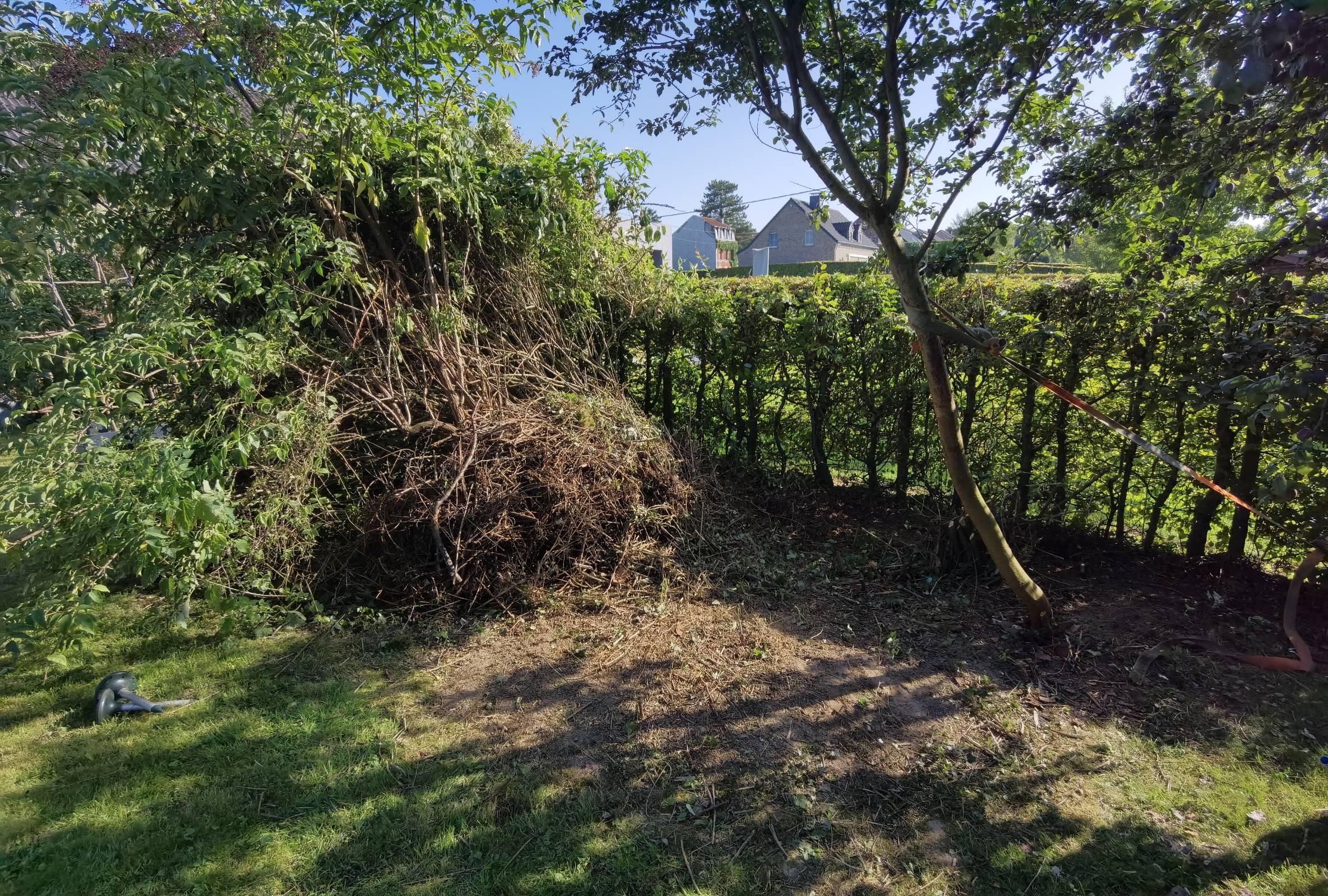 A wider view of the brush pile. It sits against an elderberry bush. To the right of it is a thin beech hedge. In the right foreground a twisted cherry plum tree is held somewhat upright with a tiedown strap. The foreground consists of grass and raw earth, with shadows cast upon it by a large plum tree behind the photographer.