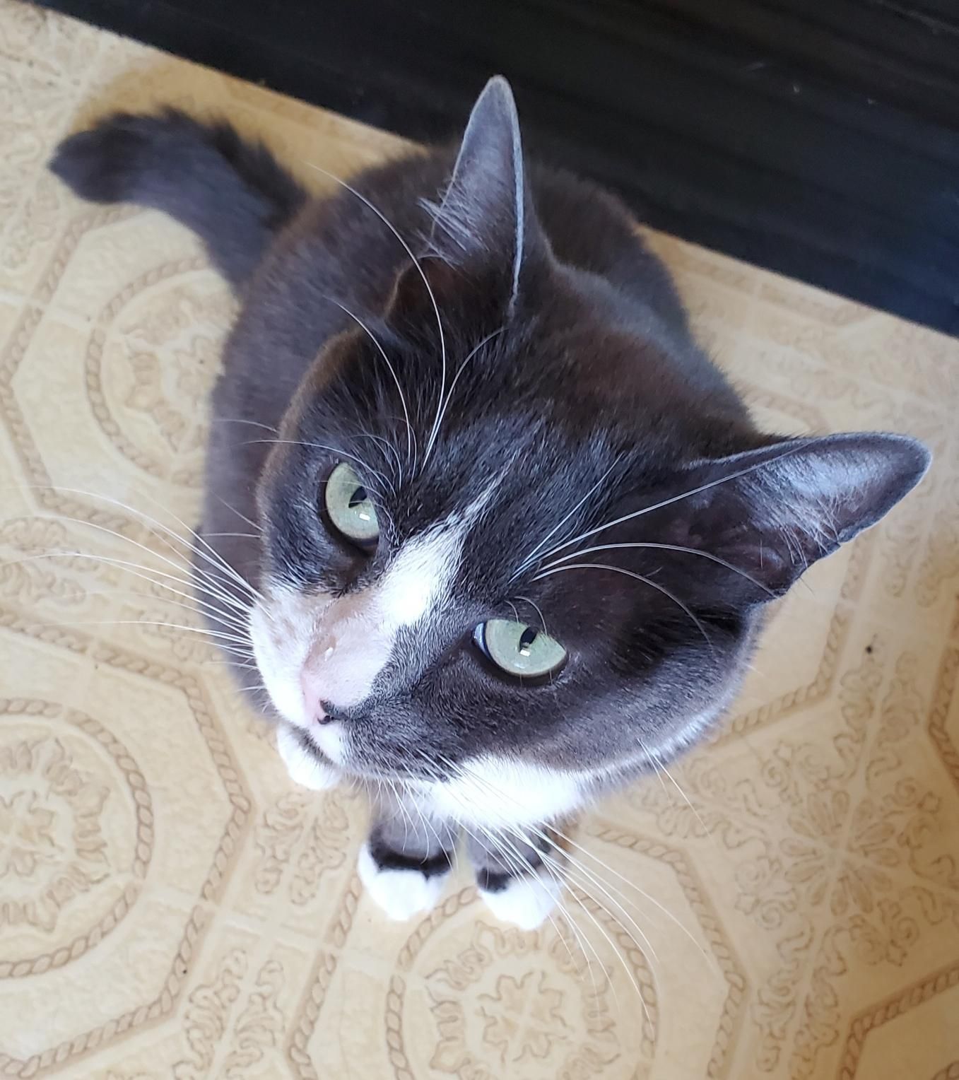 An overhead shot of a gray and white cat with green eyes looking up at the camera, sitting on a patterned, light-tan tiled floor, with a dark ledge in the background.