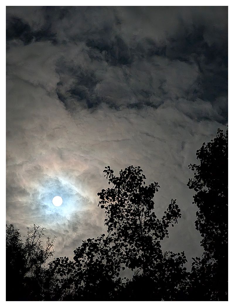 ai-assisted alt text:

The image shows a bright full moon shining through thick, swirling clouds at night, creating a glowing halo. Silhouetted tree branches and leaves are visible in the foreground against the dramatic, cloudy sky.
