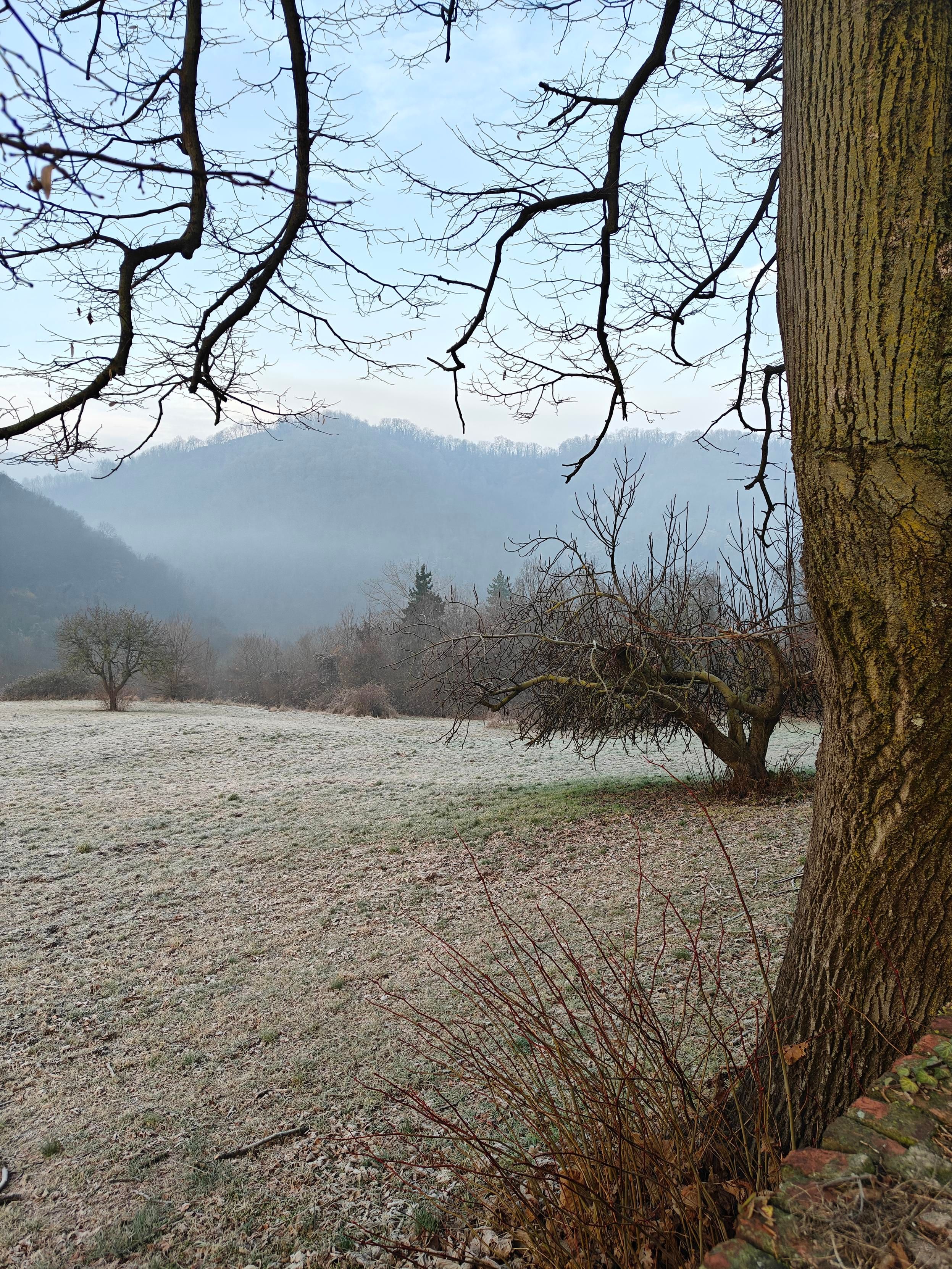 Un paesaggio collinare invernale catturato in una mattina nebbiosa. In primo piano, sulla destra, spicca il tronco rugoso di un grande albero, mentre rami spogli incorniciano la parte superiore dello scatto. Un prato coperto da una sottile coltre di brina si estende verso il centro, dove si trovano alcuni alberi spogli e arbusti dai rami rossastri. Sullo sfondo, colline boscose sfumano in una fitta nebbia grigia sotto un cielo pallido e uniforme.