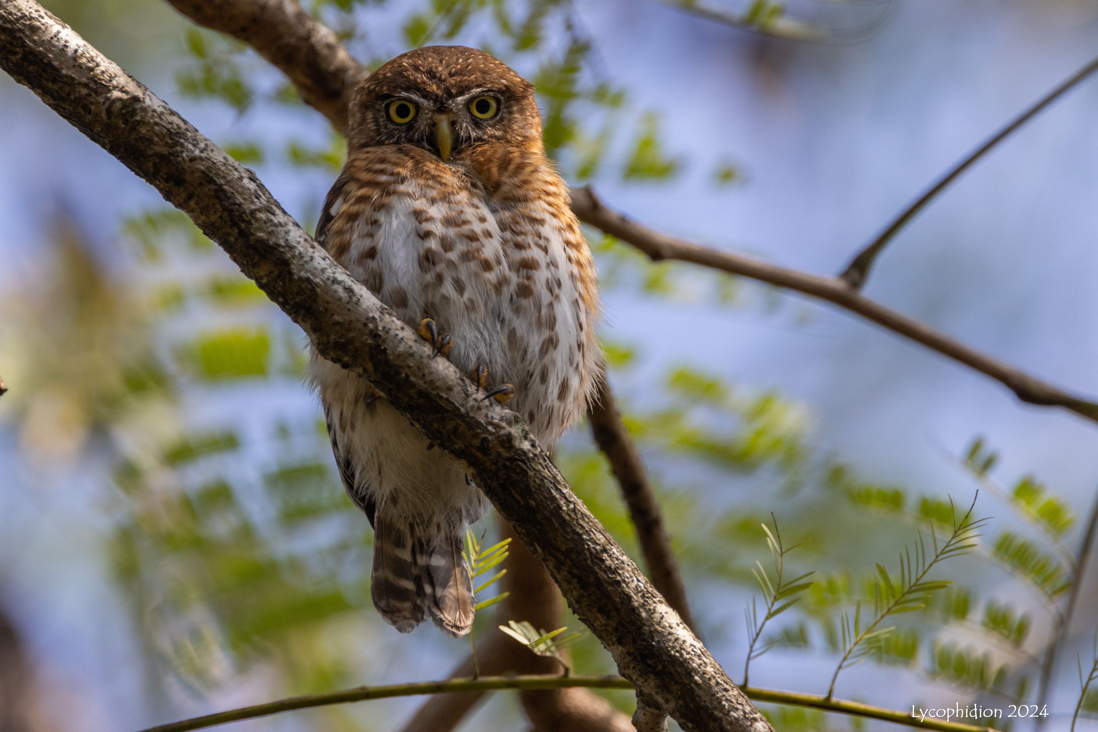 Siju Platanero/Cuban Pigmy Owl, a small cinnamon-colored owl perched on a branch, staring at the photographer.