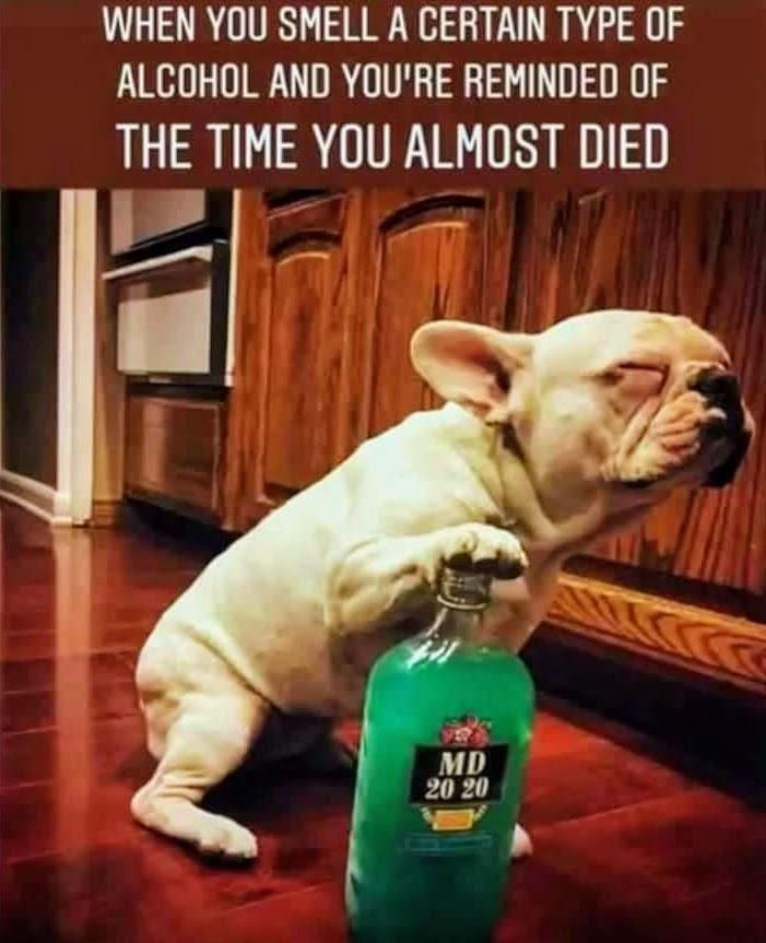 A white bulldog of some sort, looking pale and sickly, is messing around with MD 20/20 ( the wine of the century ! ) - known for producing the most eloquent and vile hangovers known to mortal man.

Caption reads:  "When you smell a certain type of alcohol and you're reminded of the time you almost died"