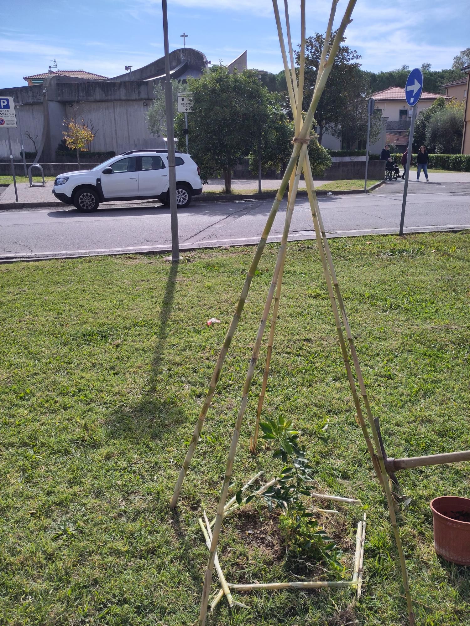 Un giovane mandarino sotto una struttura di cannicci. Sullo sfondo, la chiesa brutalista di Santa Maria Madre della Chiesa a Pisa.