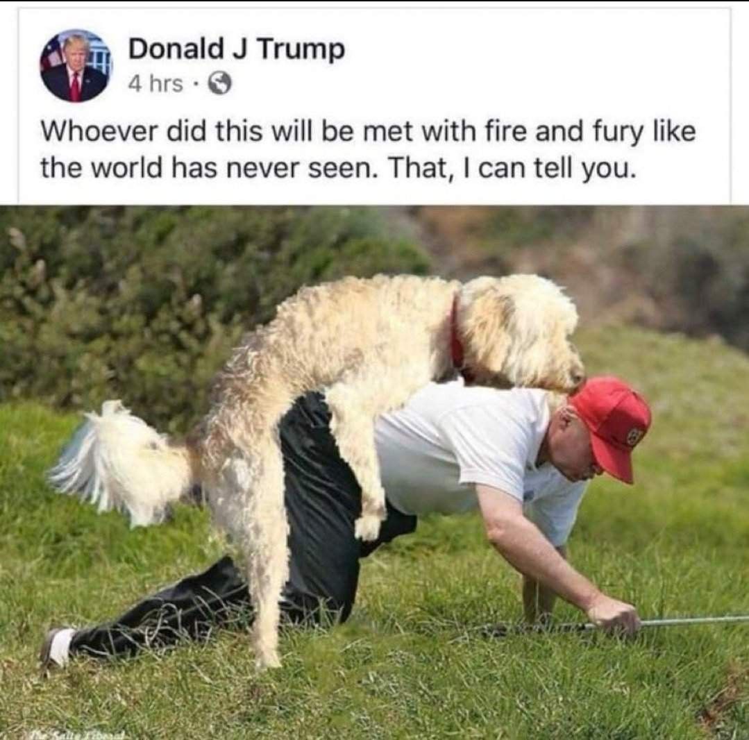 Dumbfuck Donnie gets humped by a poodle as he crawls out of the weeds at the golf course. 
He tweets, Whoever did this wiill be met with fire and fury like the world has never seen. That, I can tell you. 
